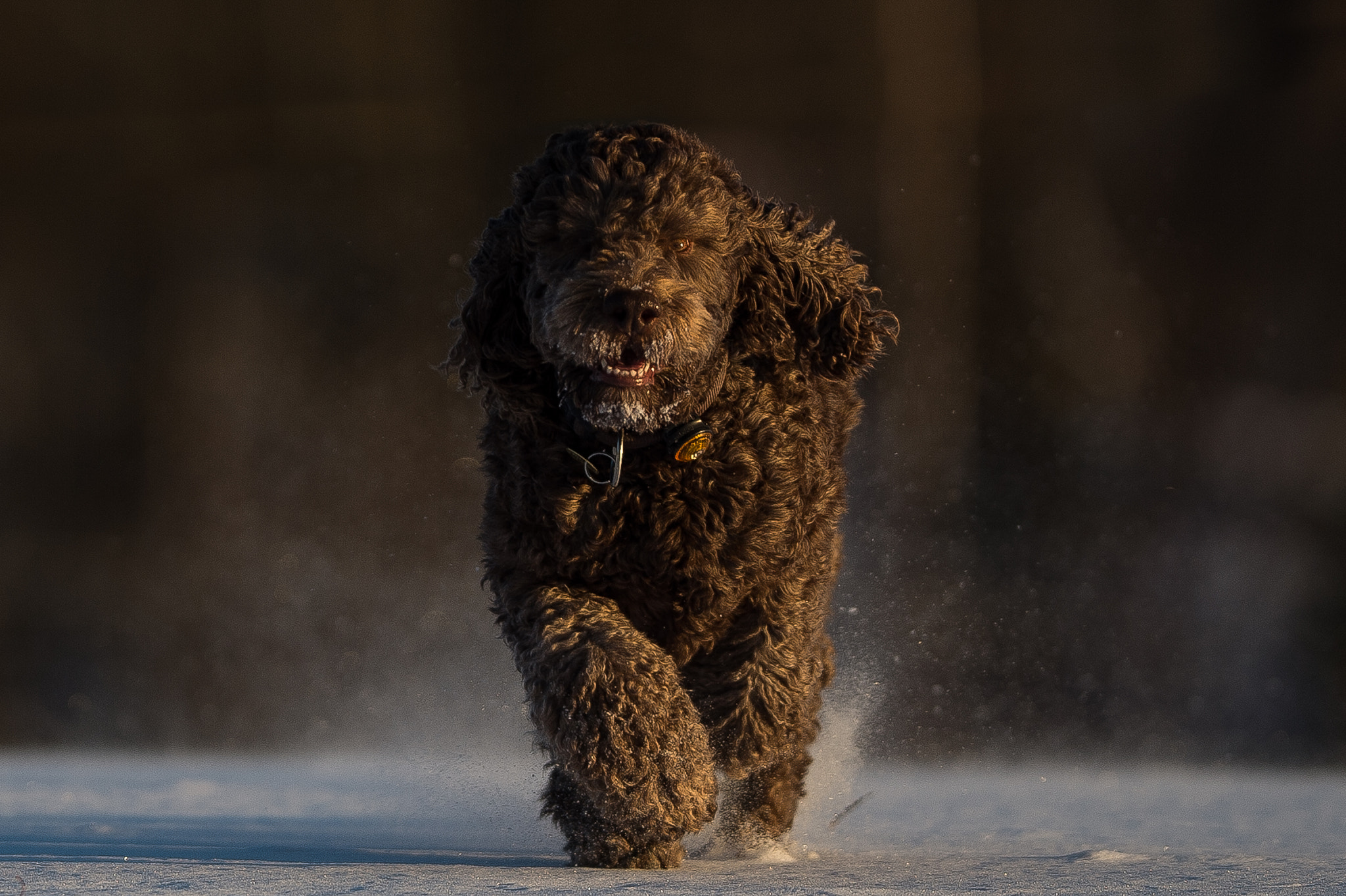 Nikon AF-S Nikkor 200mm F2G ED-IF VR sample photo. Dog in evening sun photography