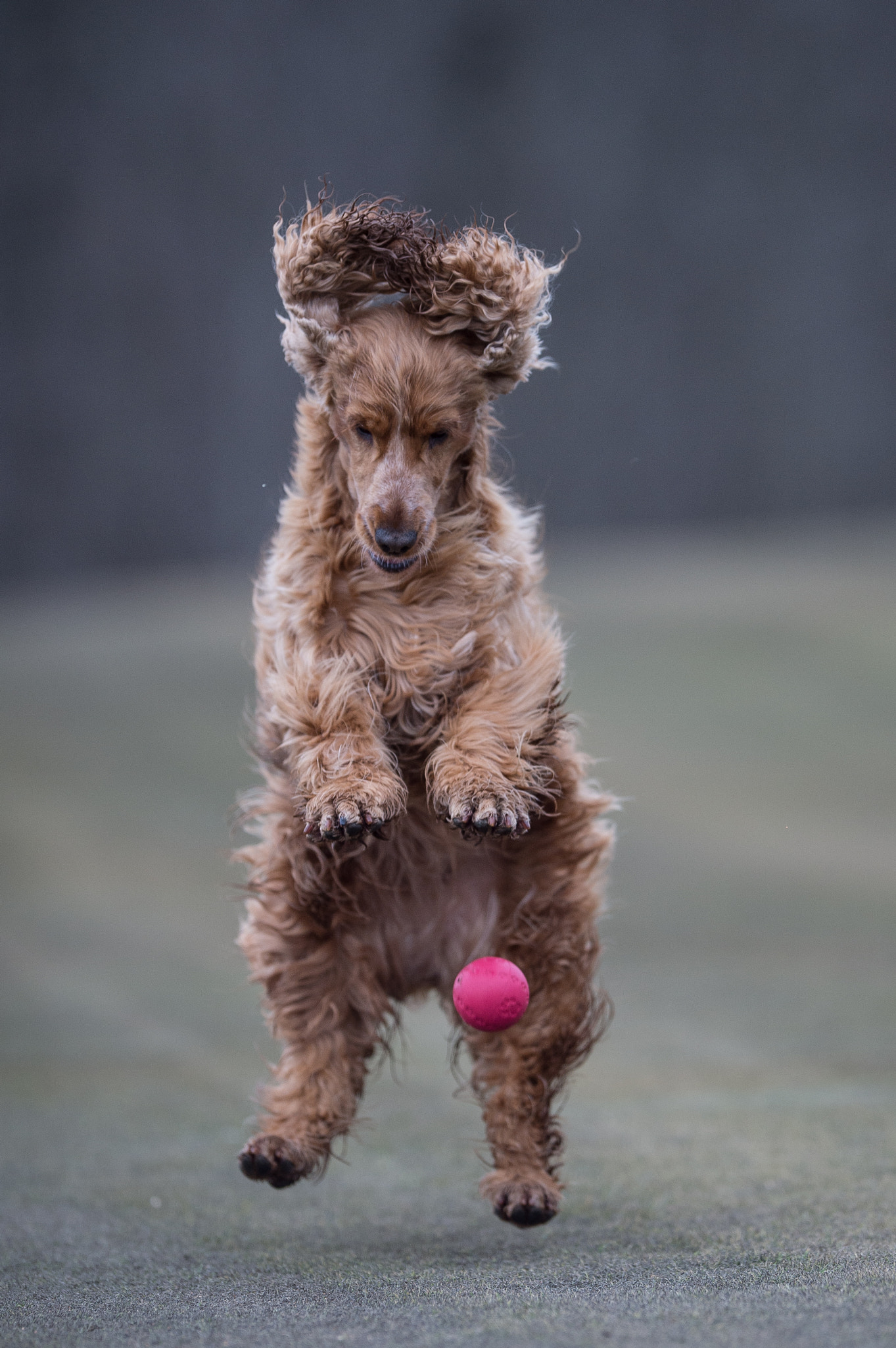 Nikon AF-S Nikkor 200mm F2G ED-IF VR sample photo. Sandy :-) photography