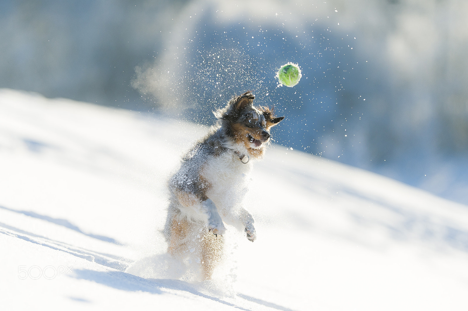 Nikon AF-S Nikkor 200mm F2G ED-IF VR sample photo. Dog in winterwonderland photography