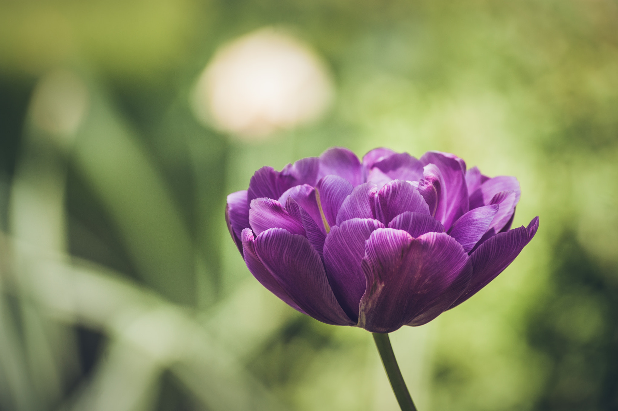 Sony 75-300mm F4.5-5.6 sample photo. Flower photography