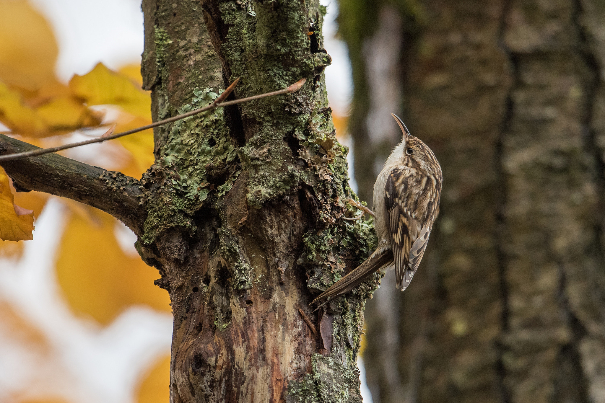 Nikon D810 + Nikon AF-S Nikkor 600mm F4G ED VR sample photo. Grimpreau des bois photography
