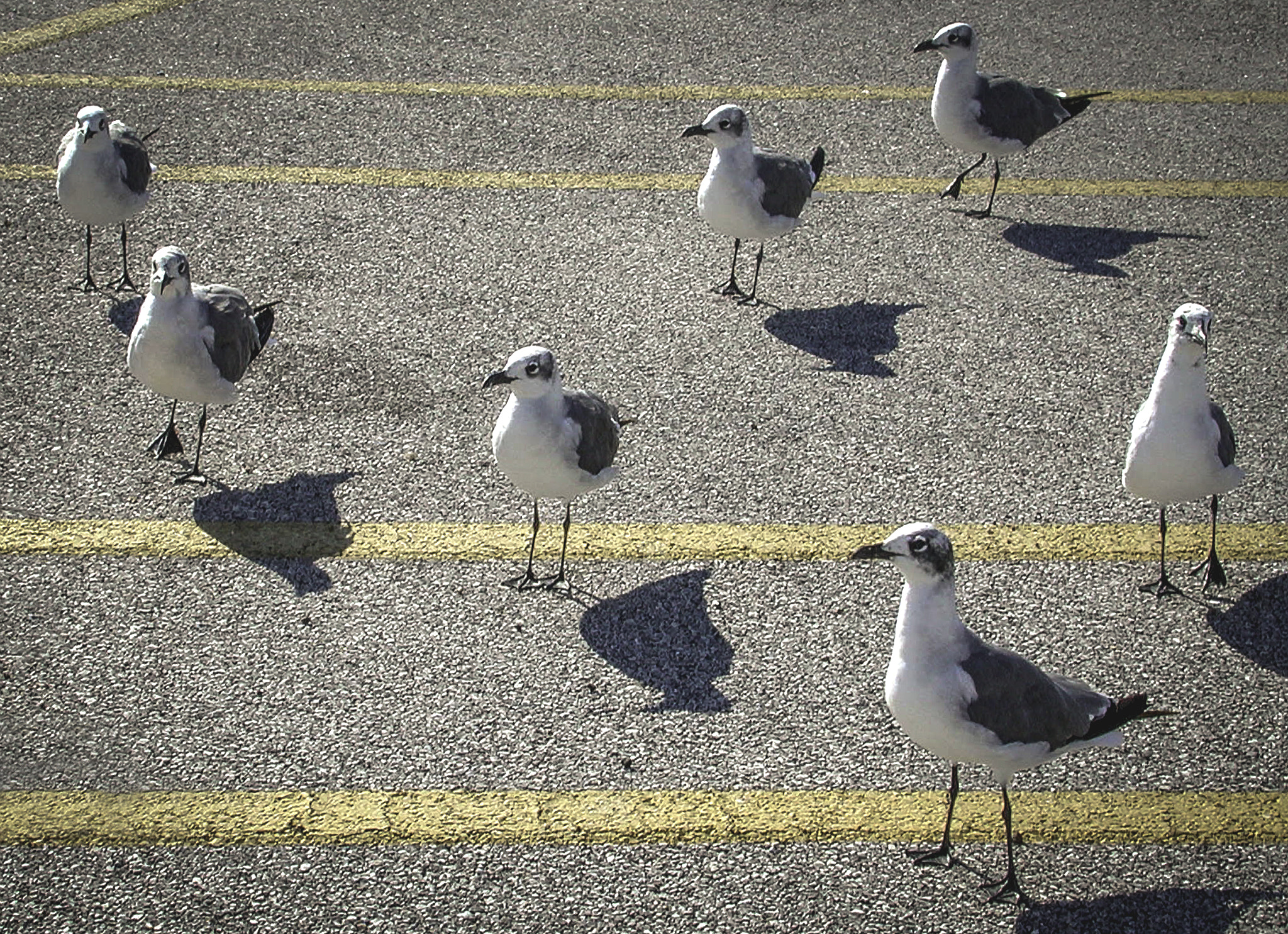 Nikon E990 sample photo. Seagull landing zone photography