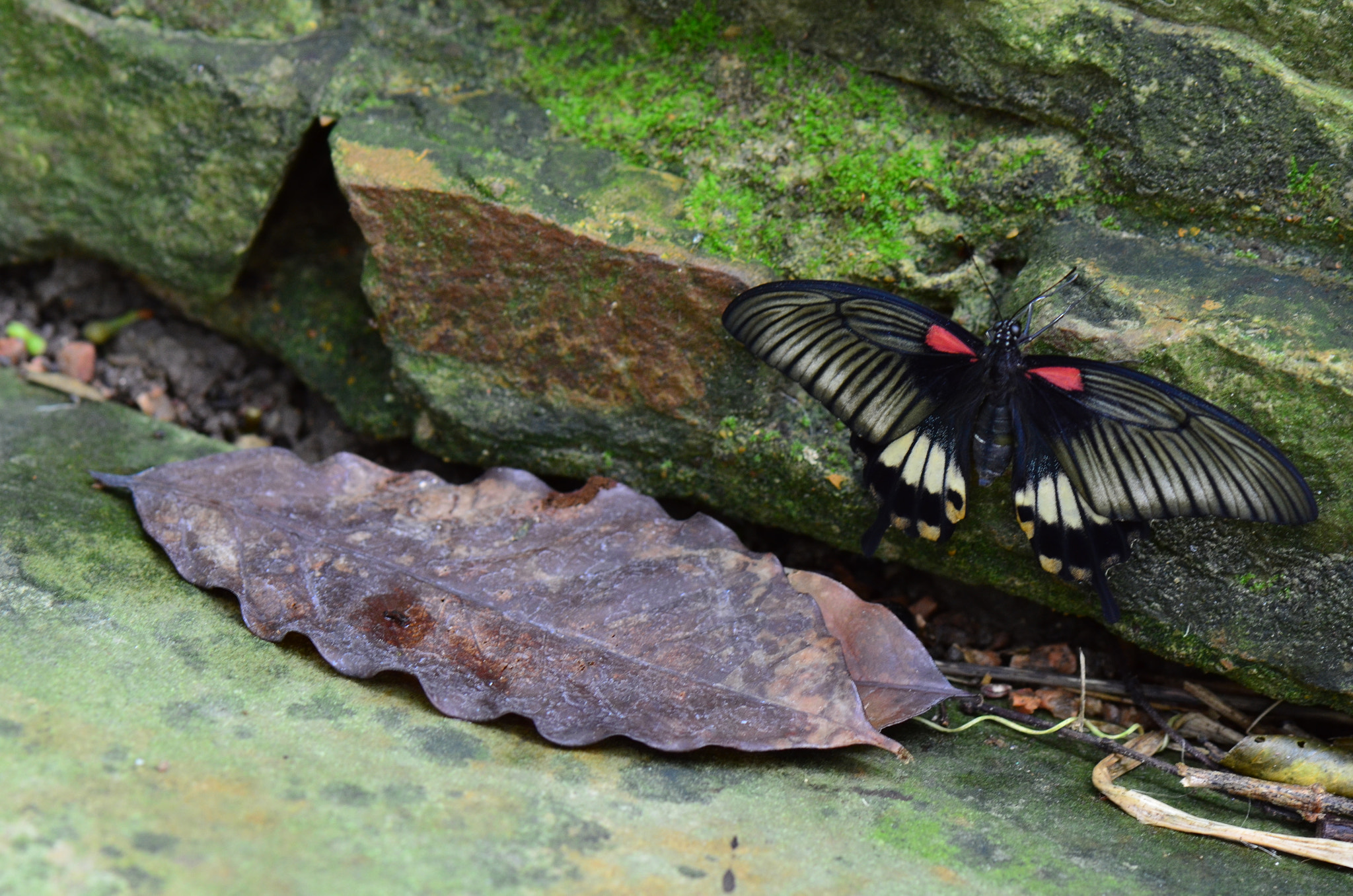 Nikon AF-S Micro-Nikkor 105mm F2.8G IF-ED VR sample photo. Butterfly, fort worth, texas. photography