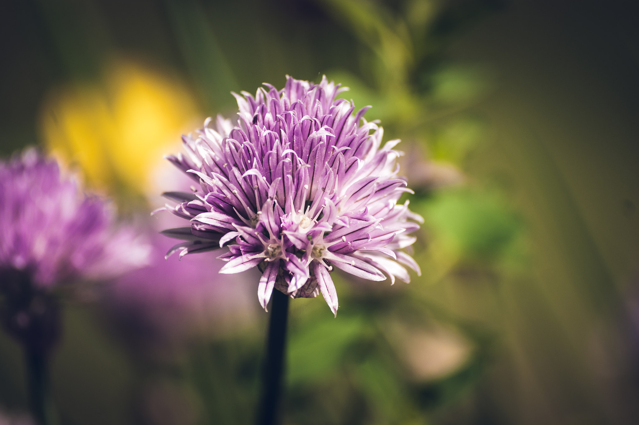 Sony 75-300mm F4.5-5.6 sample photo. Colors photography