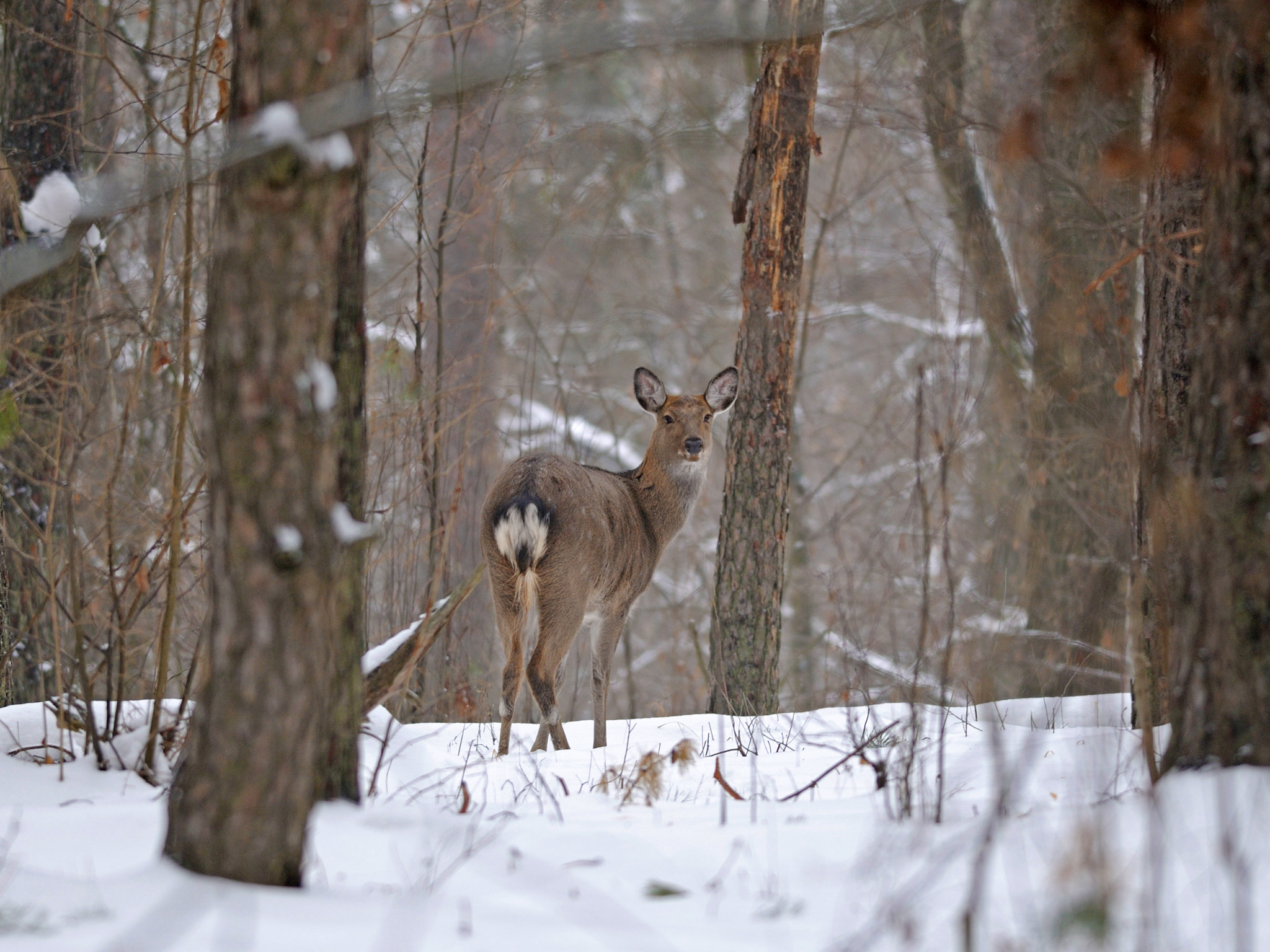 Nikon D300S + Nikon AF-S Nikkor 300mm F4D ED-IF sample photo. Sika deer photography