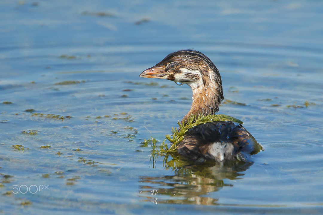 Canon EF 500mm F4L IS USM sample photo. Grebe photography