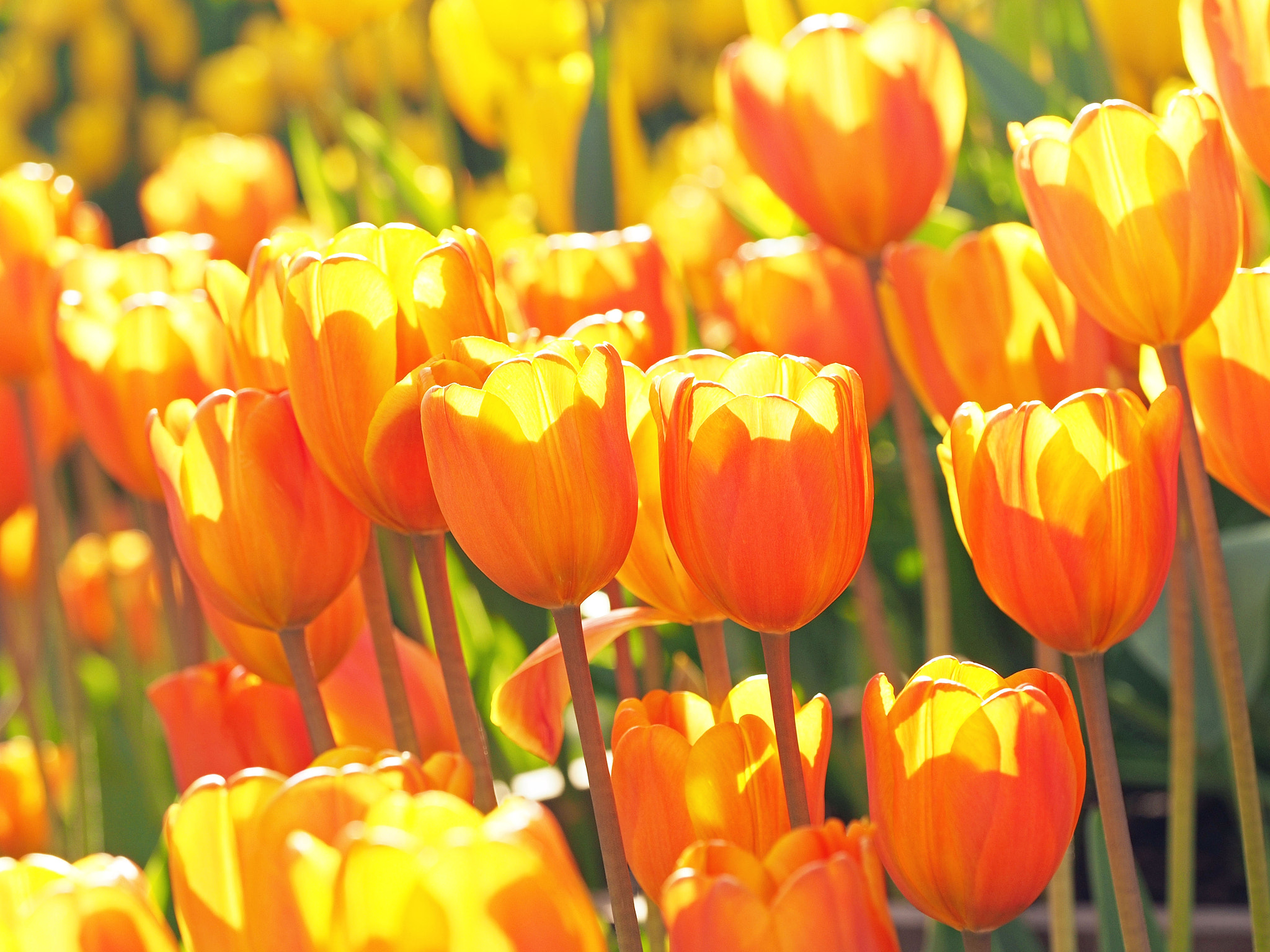 Olympus PEN E-P5 sample photo. Orenge  tulips photography
