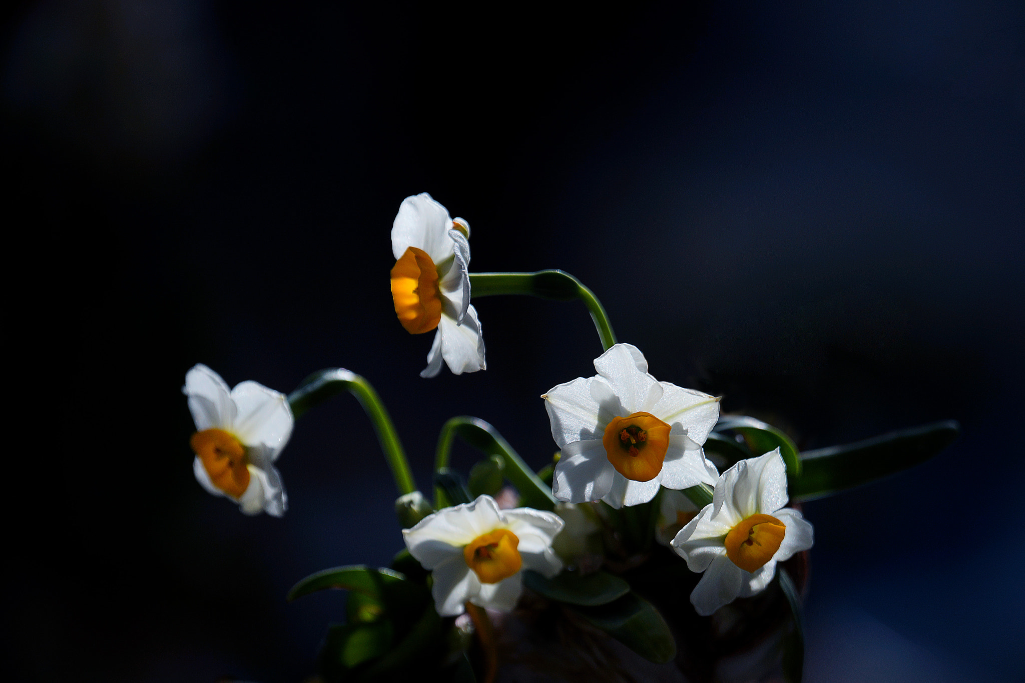 Sony a99 II + Sony 70-400mm F4-5.6 G SSM II sample photo. 水仙花 photography