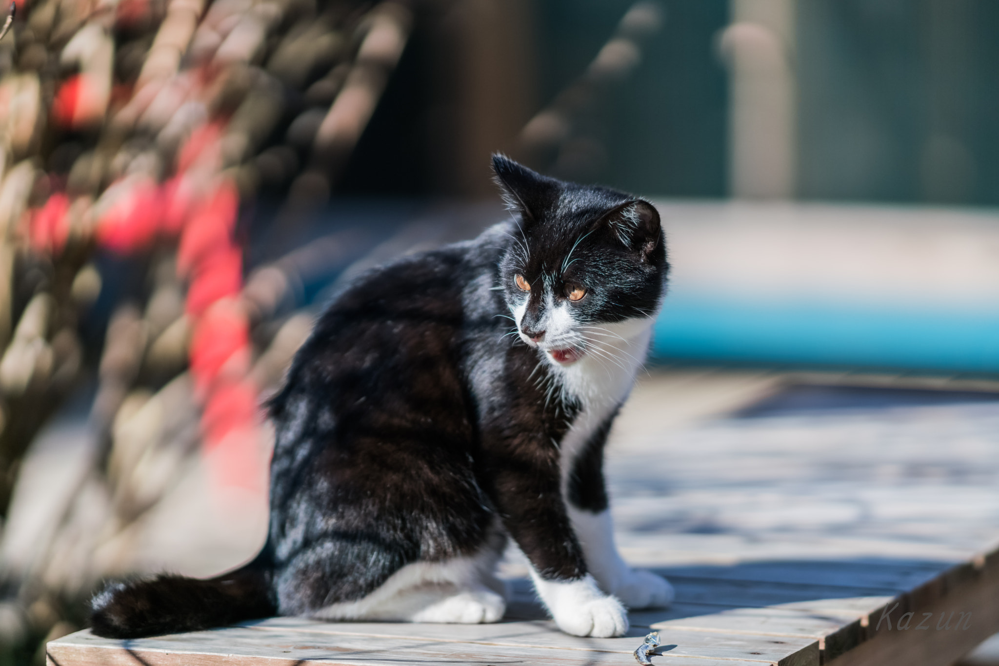 Sony Sonnar T* 135mm F1.8 ZA sample photo. What's?????? photography