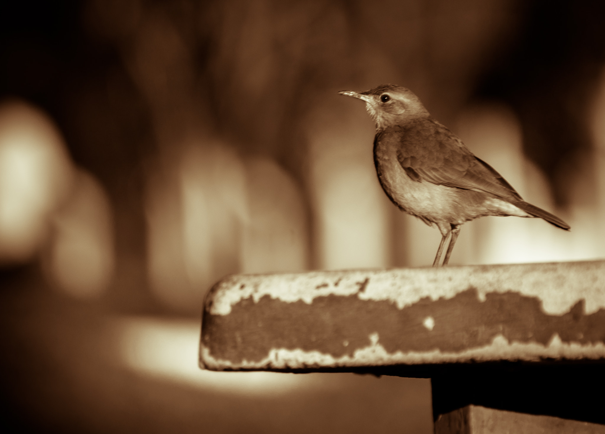 Sony 75-300mm F4.5-5.6 sample photo. 31446797523.jpg photography