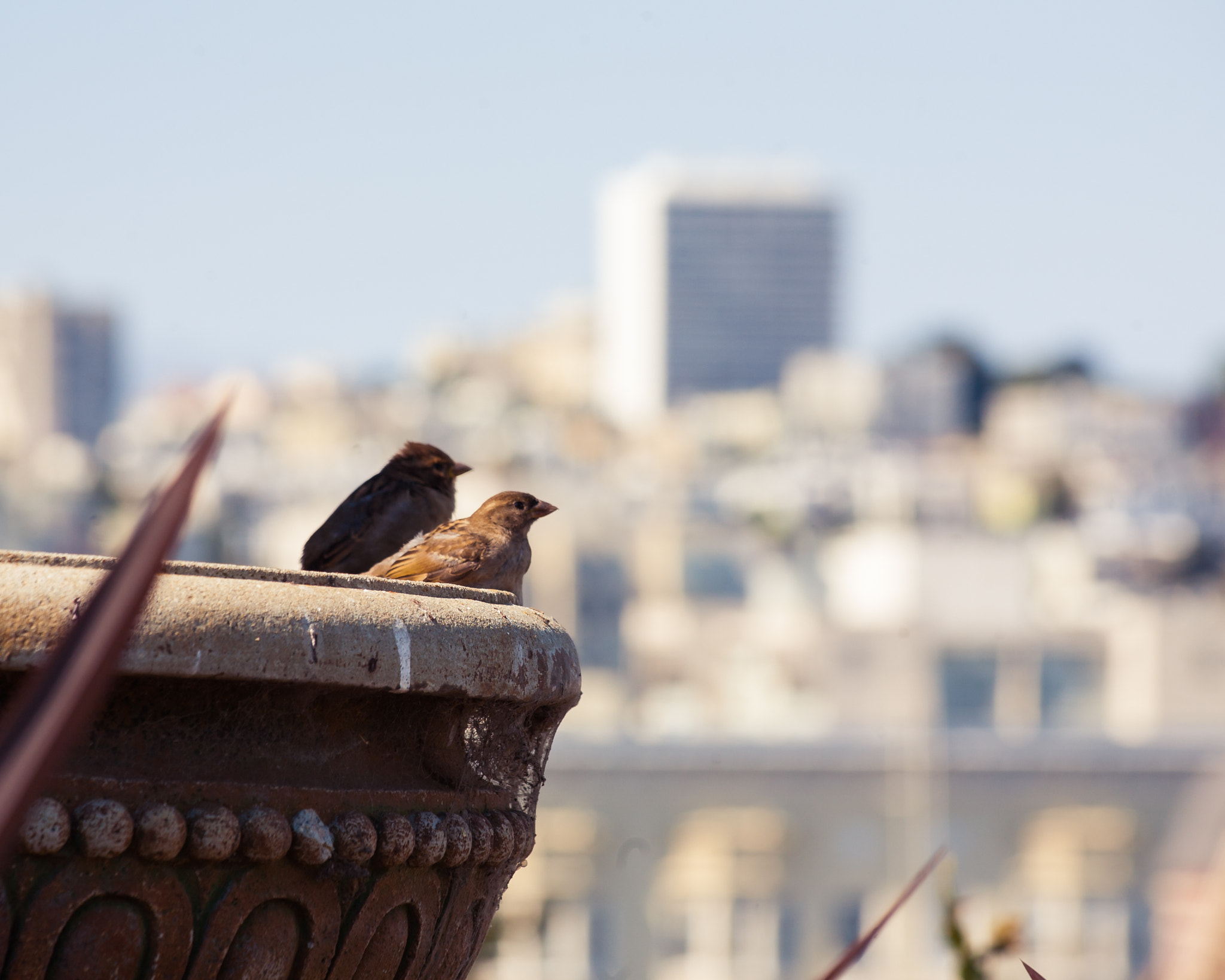 Canon EF 70-300mm F4-5.6 IS USM sample photo. Two birds watching tourists photography