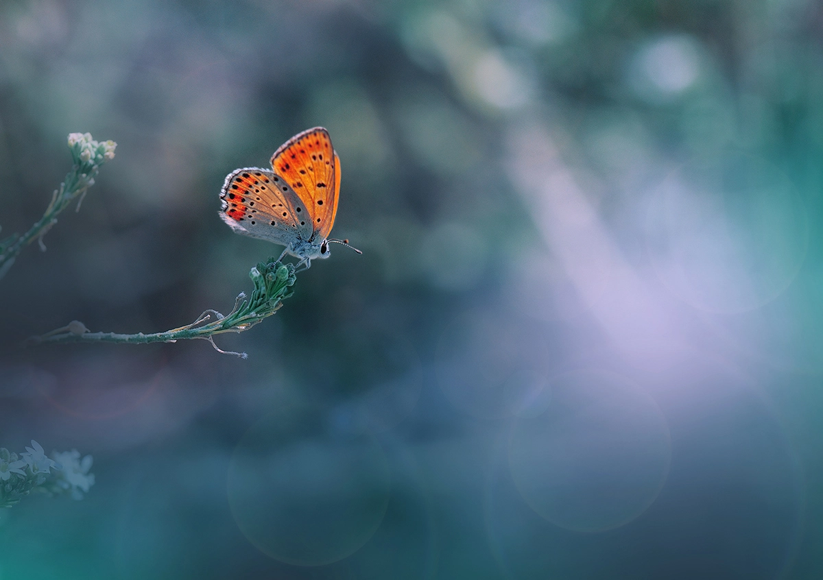 Nikon AF-S Micro-Nikkor 105mm F2.8G IF-ED VR sample photo. ~~*~~ photography
