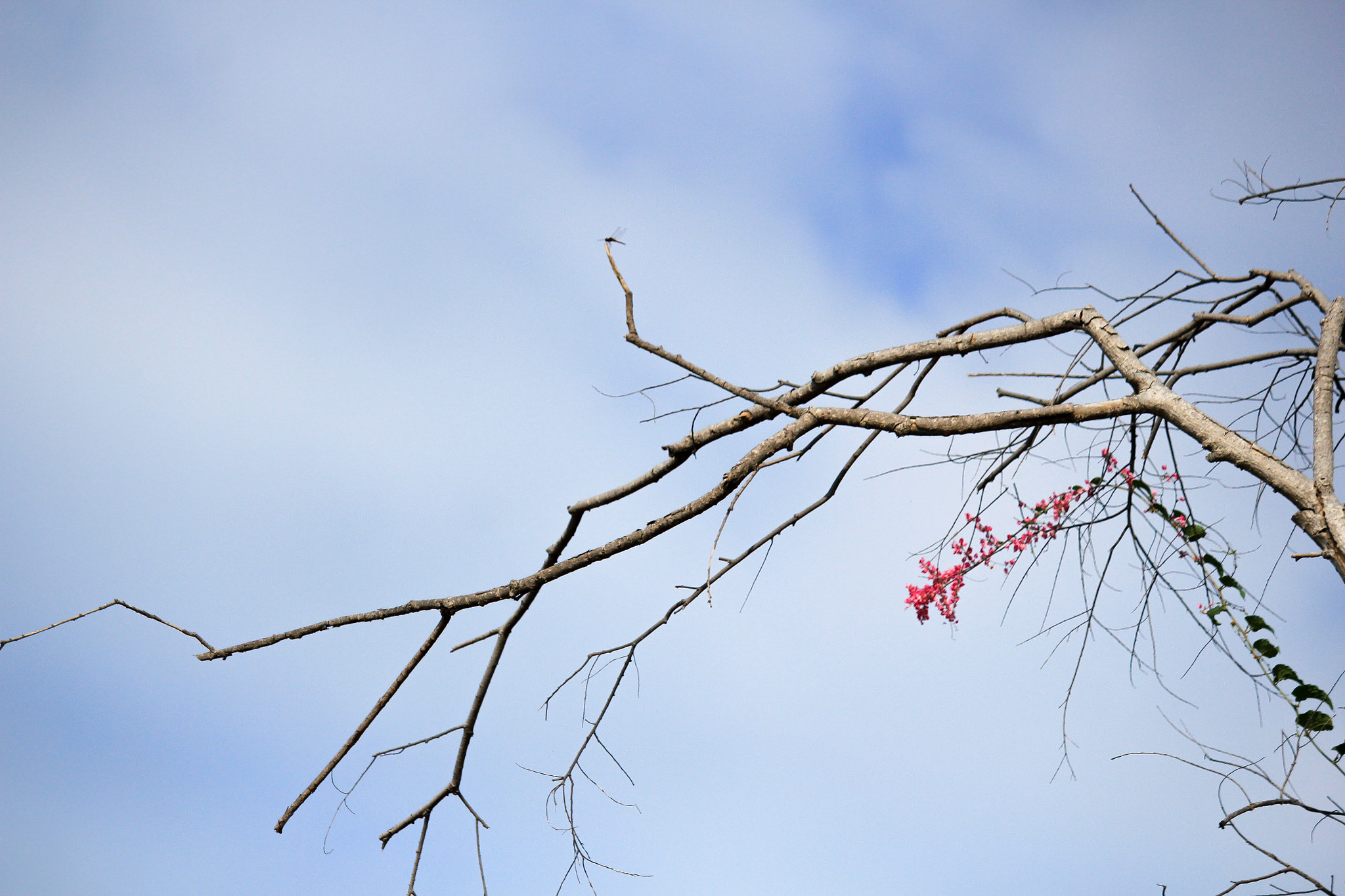 Canon EOS 550D (EOS Rebel T2i / EOS Kiss X4) sample photo. Being in contrast photography