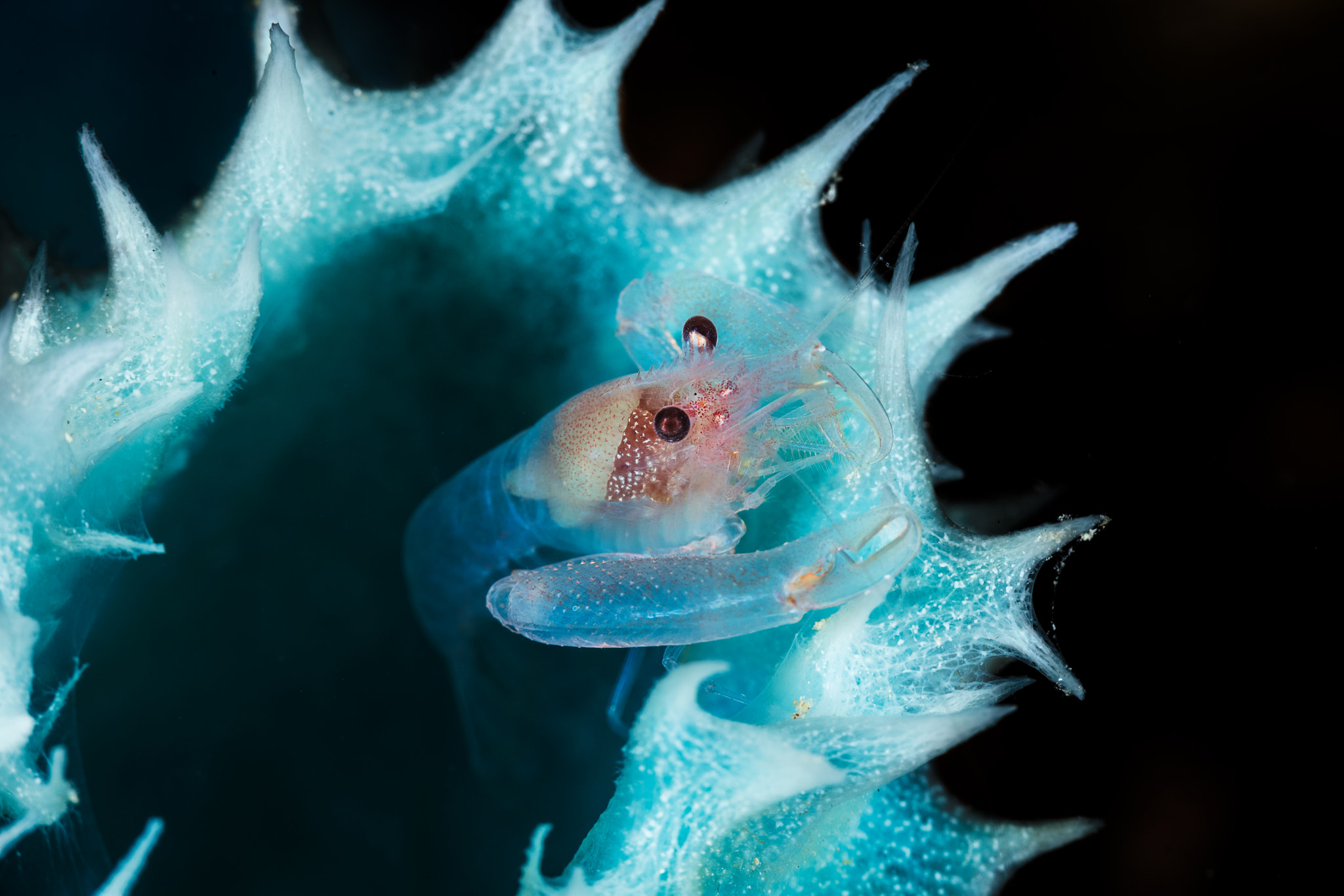 Canon EF 100mm F2.8 Macro USM sample photo. Shrimp in a blue sponge photography