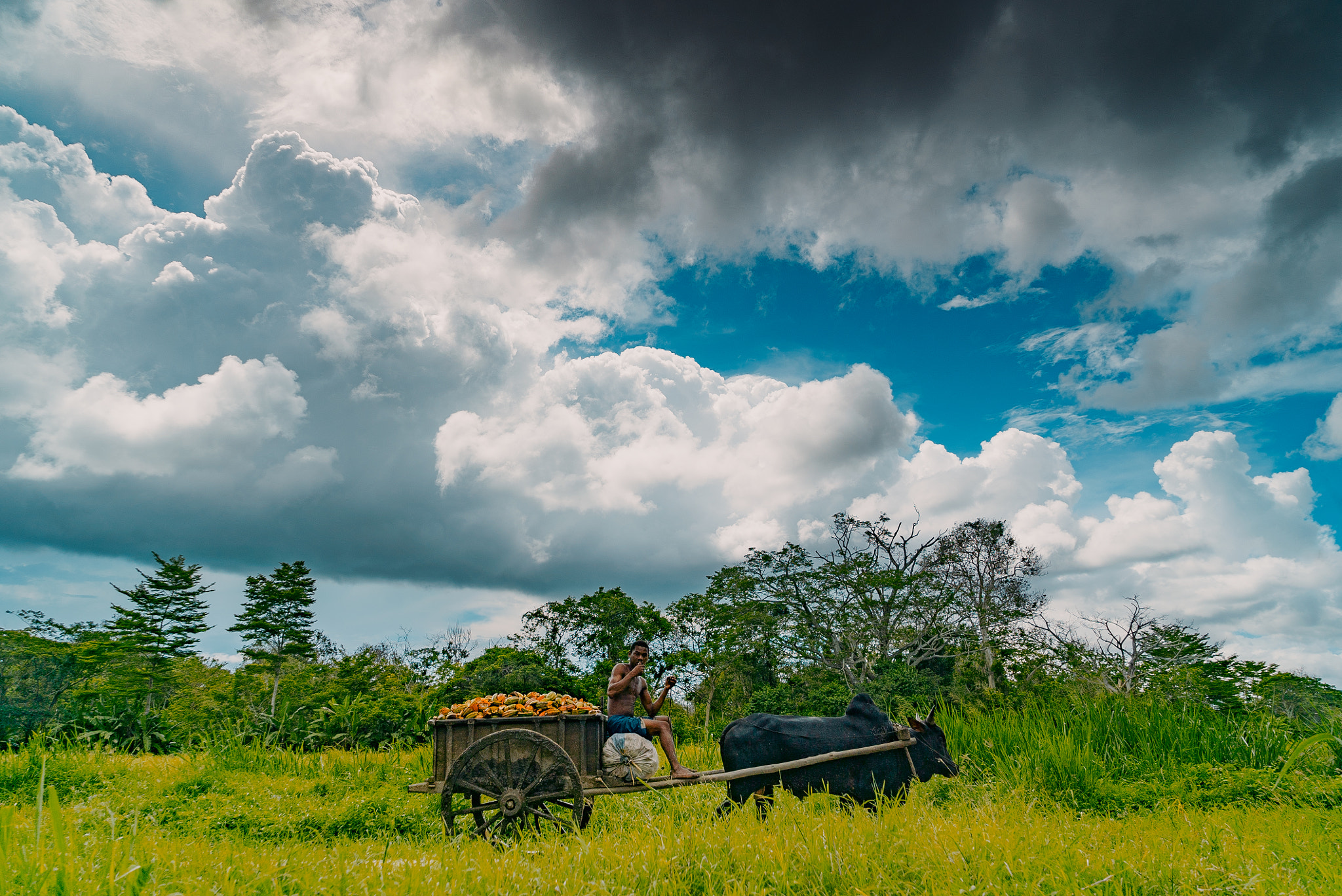 Sony a7S II + Sony Vario Tessar T* FE 24-70mm F4 ZA OSS sample photo. Millot cacao plantation photography