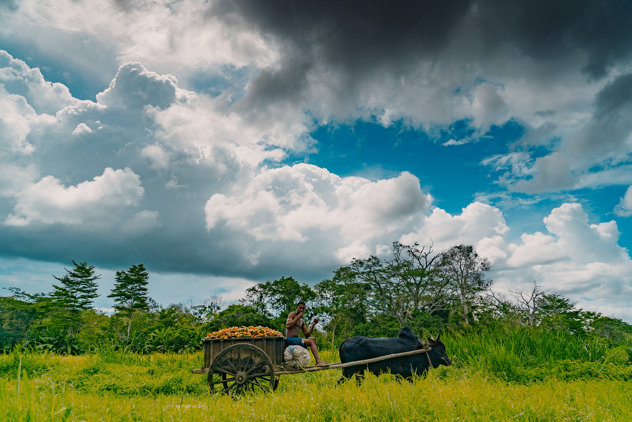 Sony a7S II sample photo. Millot cacao plantation photography