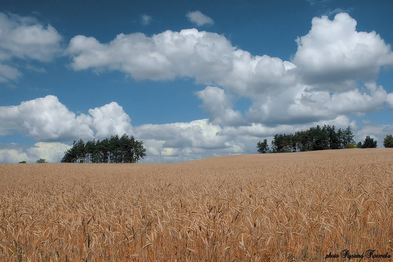 Nikon E8800 sample photo. August wheat field photography