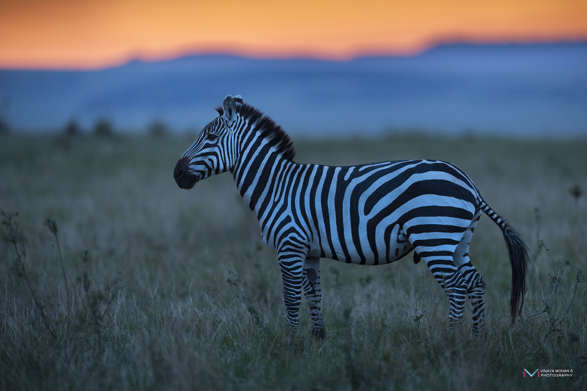 Nikon D5 sample photo. Zebra photography