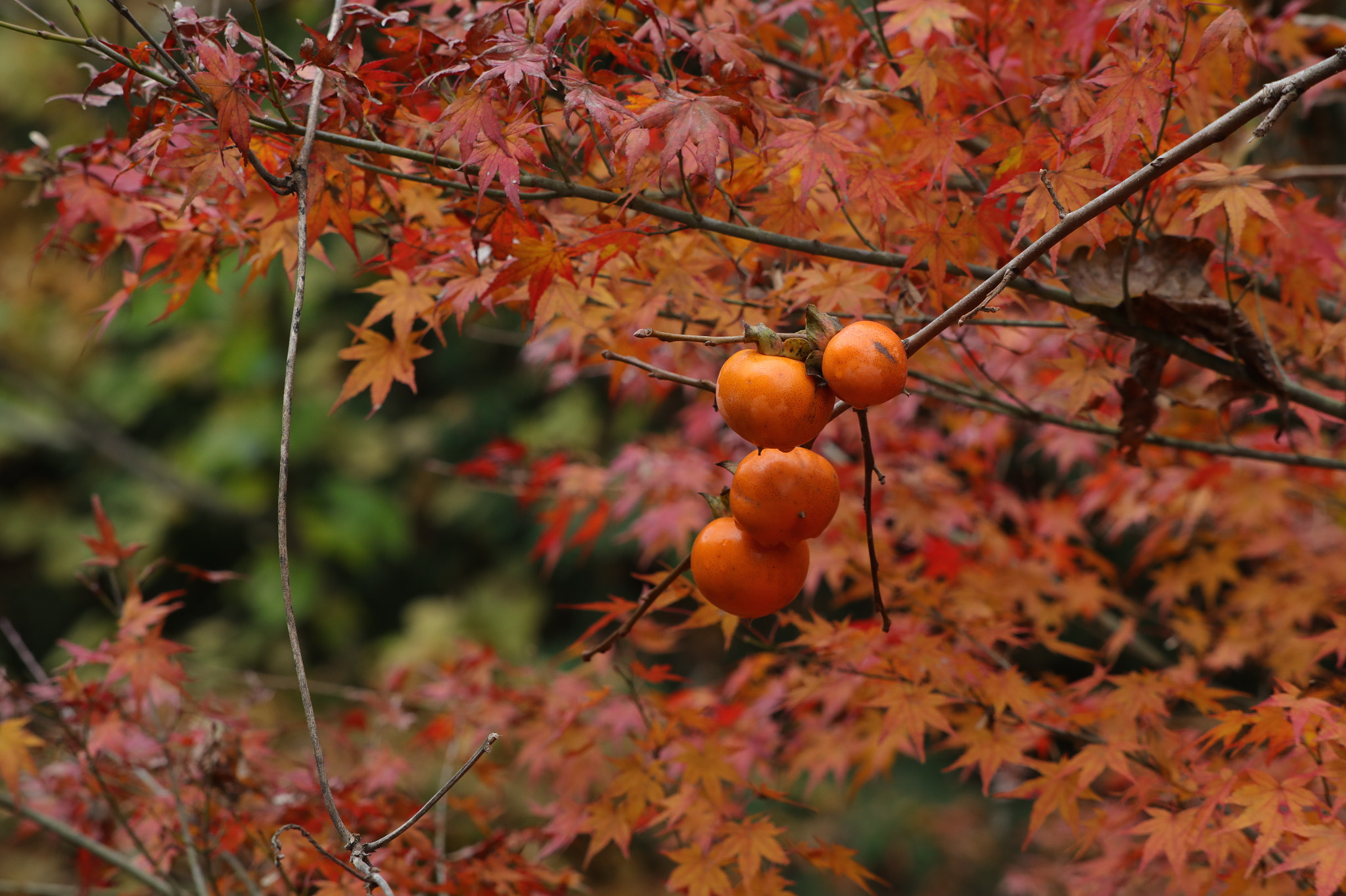 Canon EF 70-210mm f/3.5-4.5 USM sample photo. Orange photography