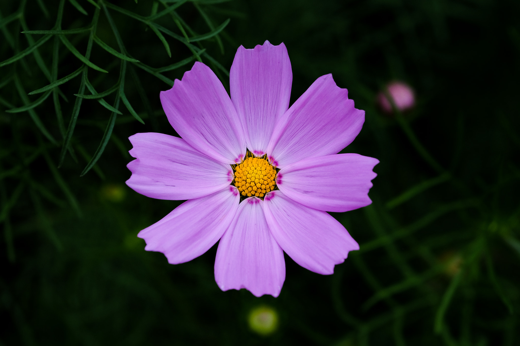 Fujifilm X-E2 + Fujifilm XF 90mm F2 R LM WR sample photo. Cosmos photography