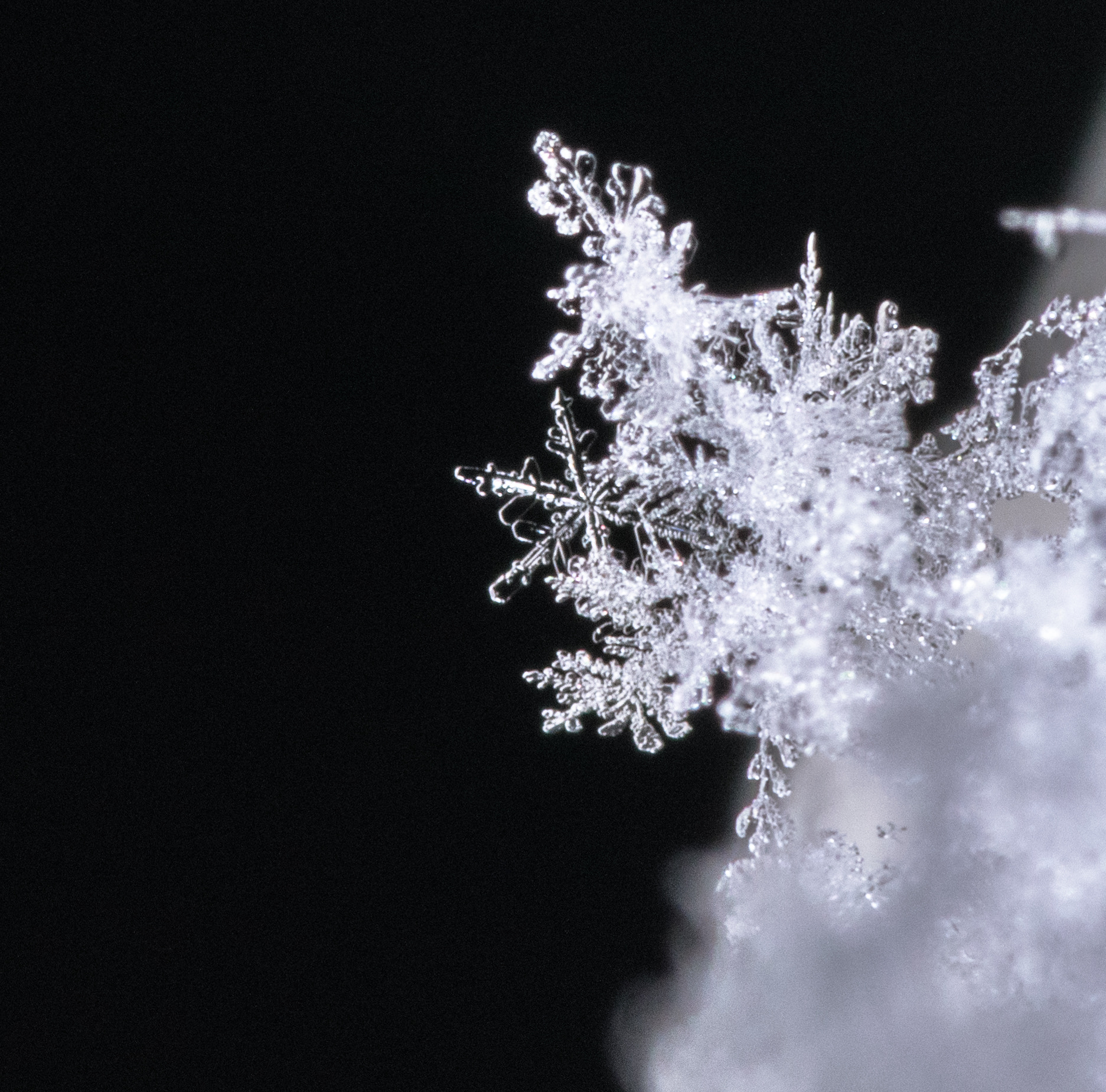 Nikon D5300 + Tokina AT-X Pro 100mm F2.8 Macro sample photo. Snow flake photography