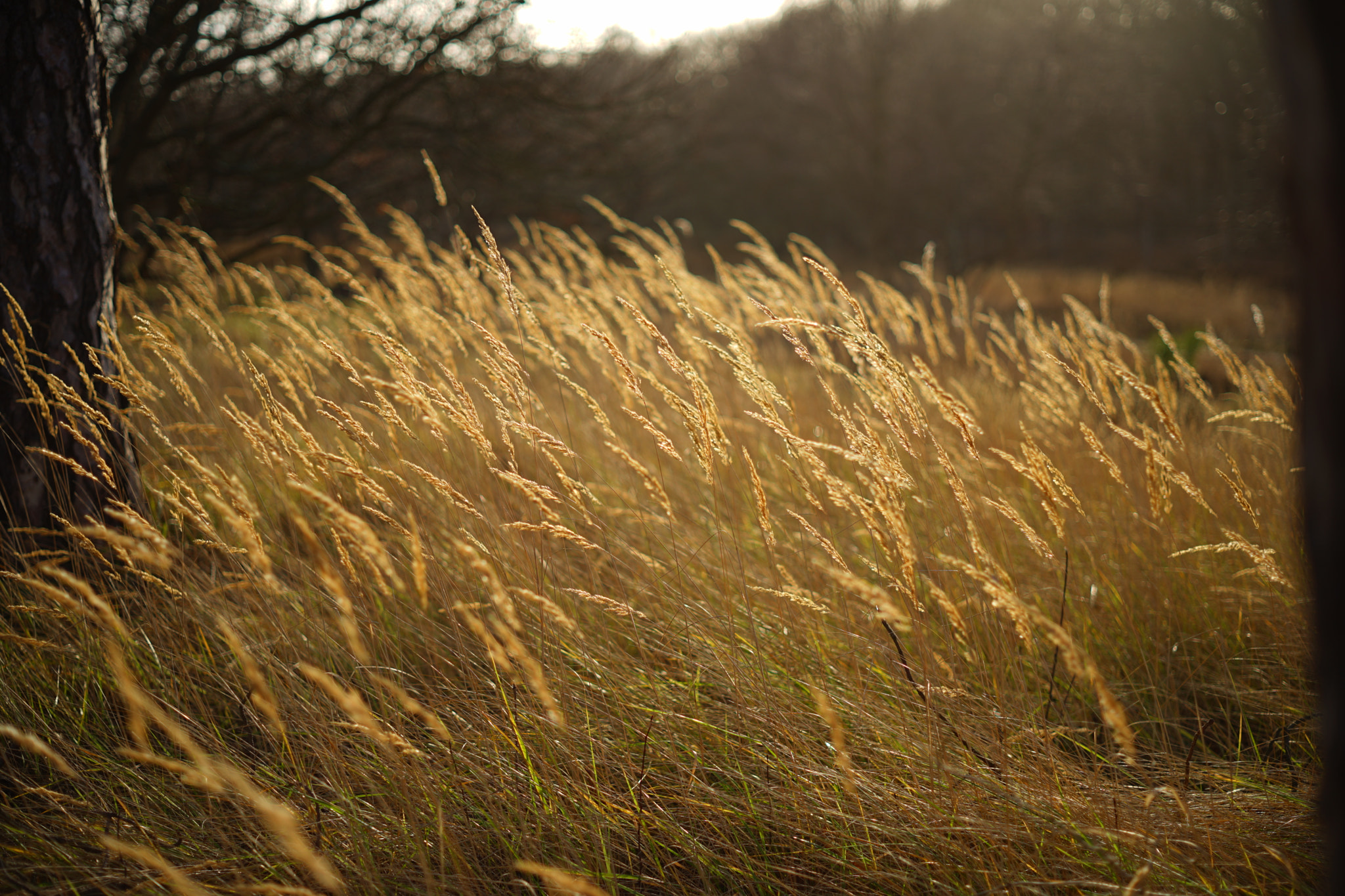 Sony a7 II + ZEISS Loxia 50mm F2 sample photo. Photo_64 photography