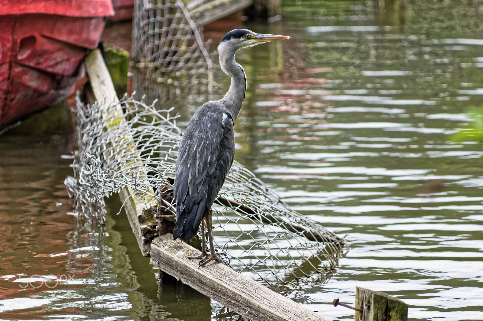 Pentax smc DA* 60-250mm F4.0 ED (IF) SDM sample photo. Heron photography
