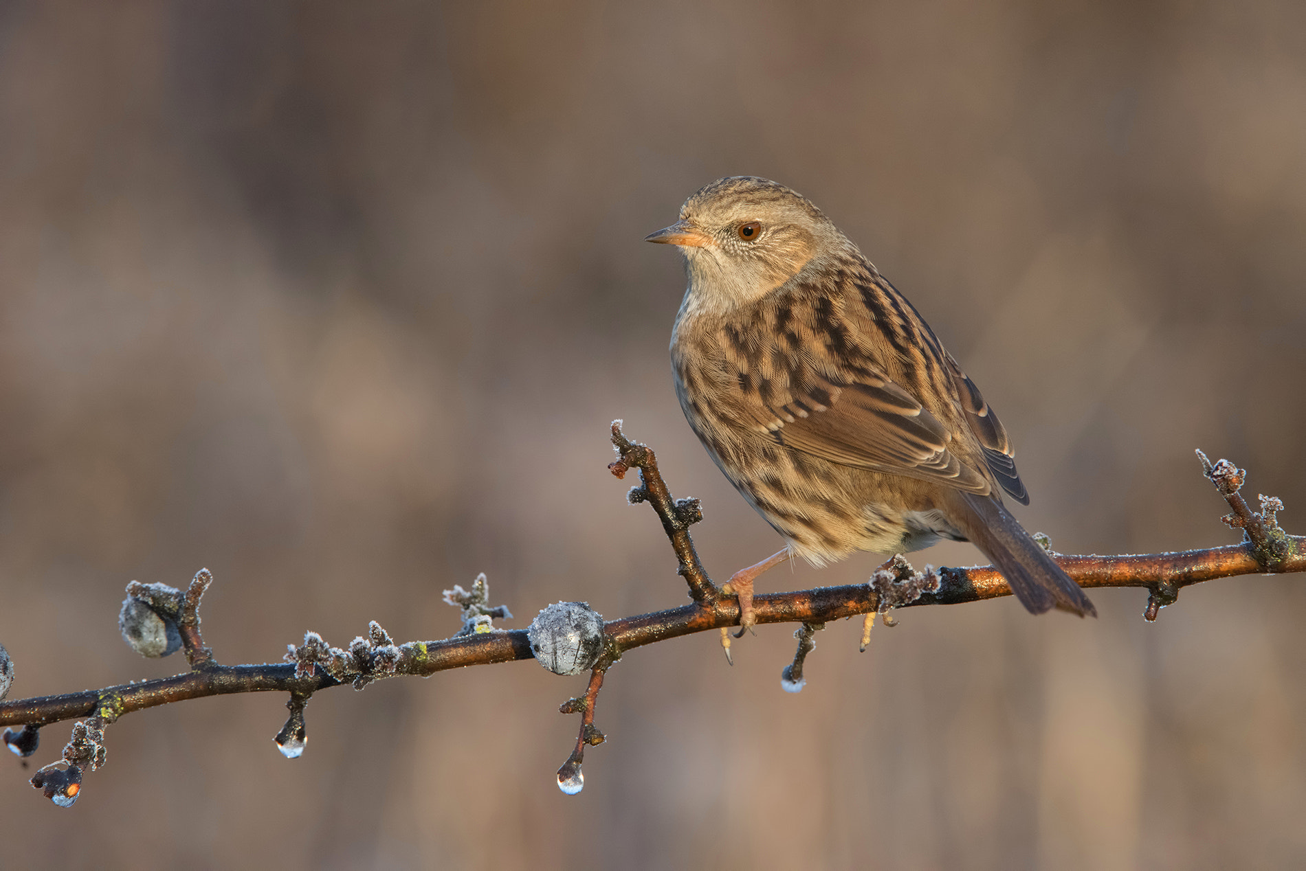 Nikon D810 sample photo. Dunnock- passera scopaiola photography