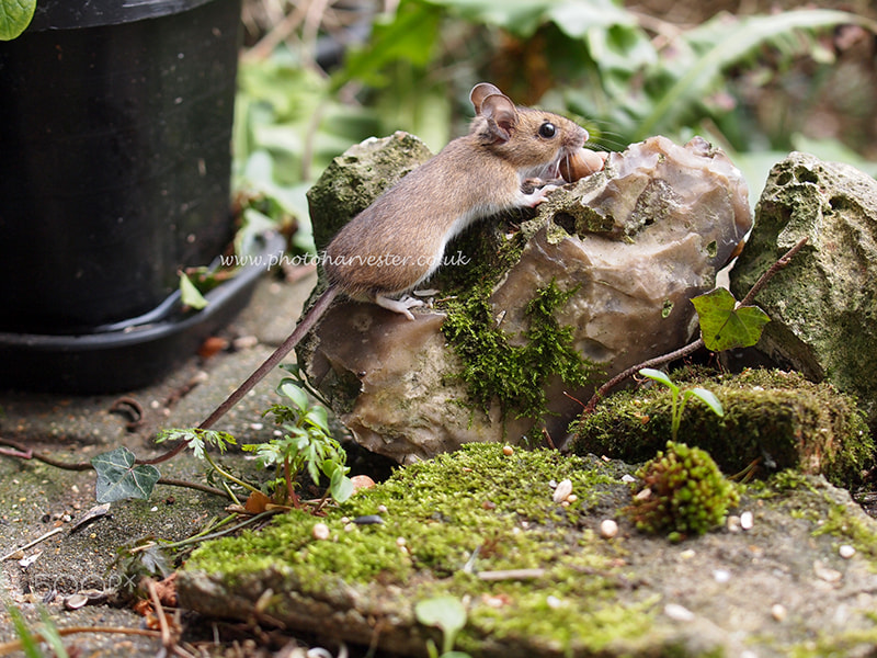 Olympus PEN E-PL1 + OLYMPUS 35mm Lens sample photo. Wild wood mouse in the garden photography
