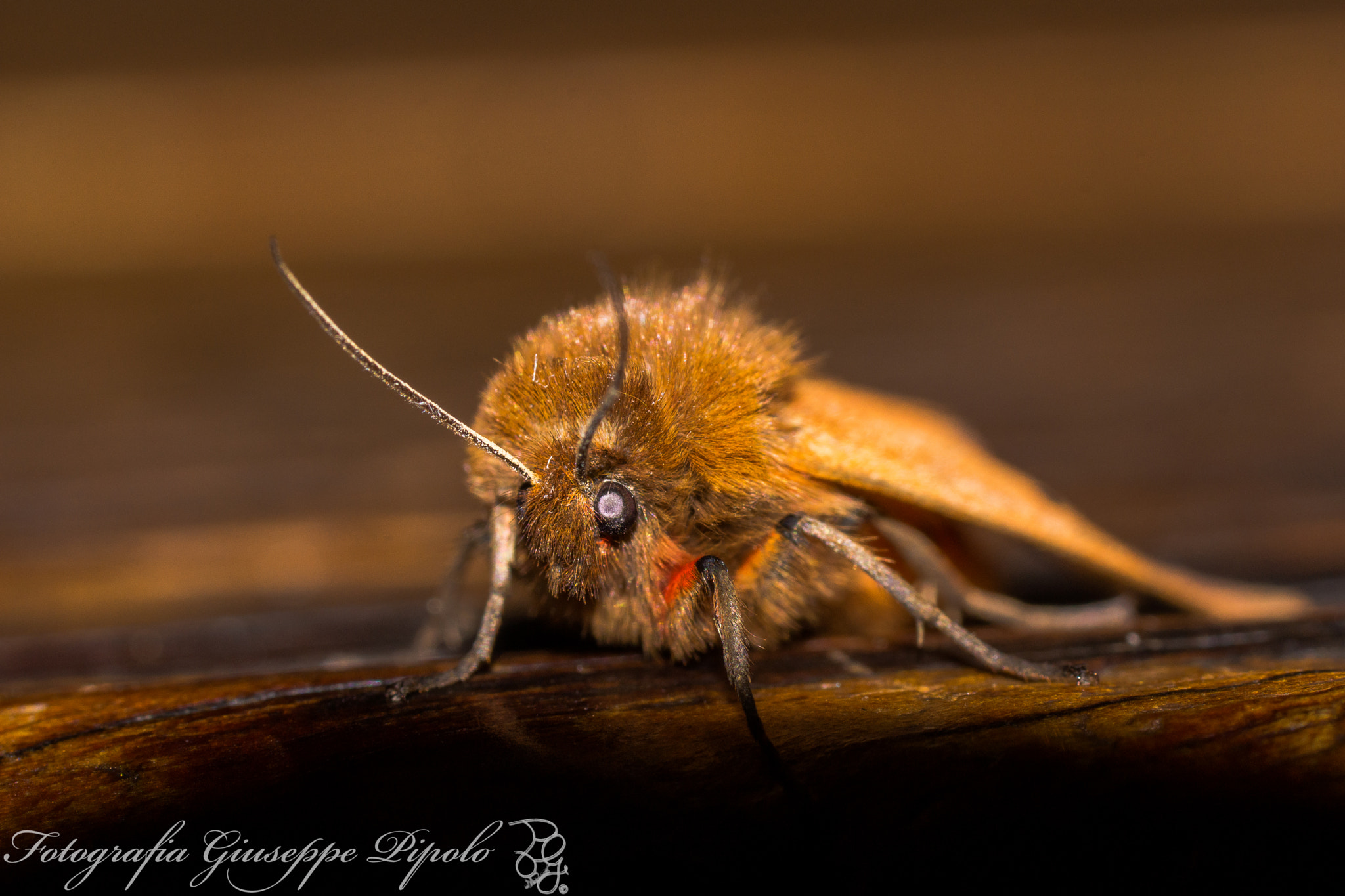 Sony SLT-A77 + Tamron SP AF 90mm F2.8 Di Macro sample photo. Phragmatobia fuliginosa photography