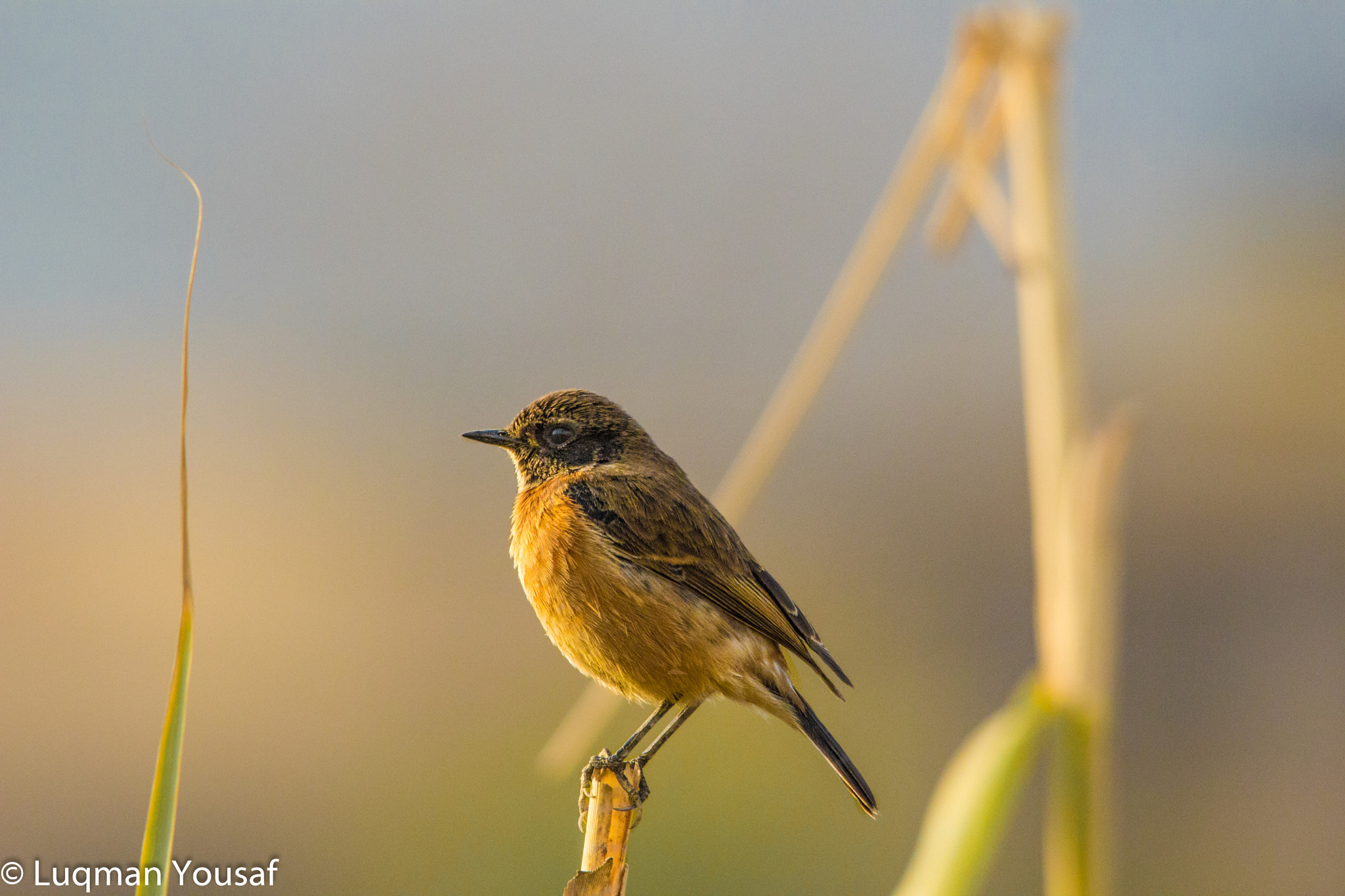 Sigma 150-500mm F5-6.3 DG OS HSM sample photo. Siberian stone chat photography