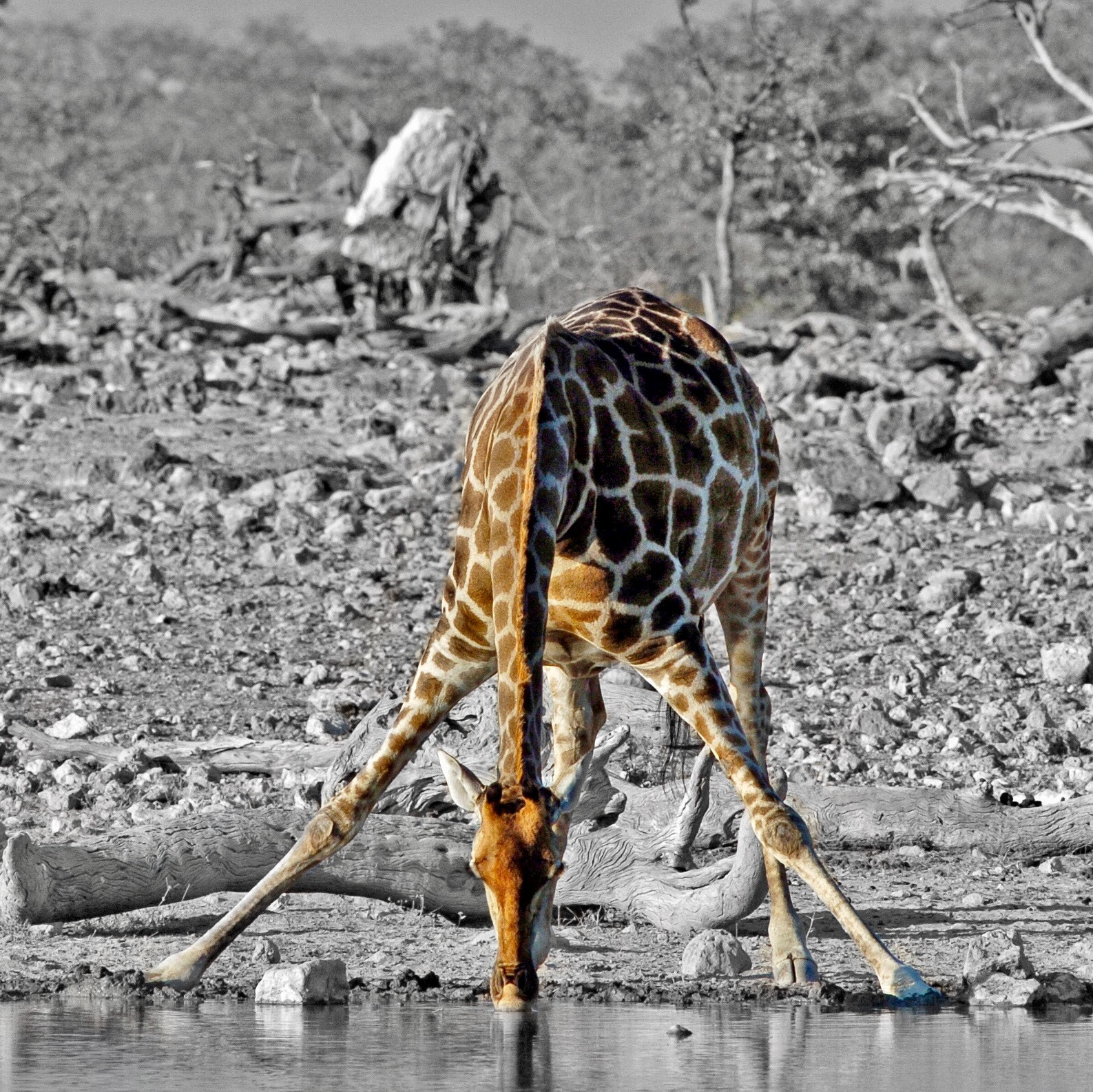 Nikon D2H sample photo. Giraffe photography