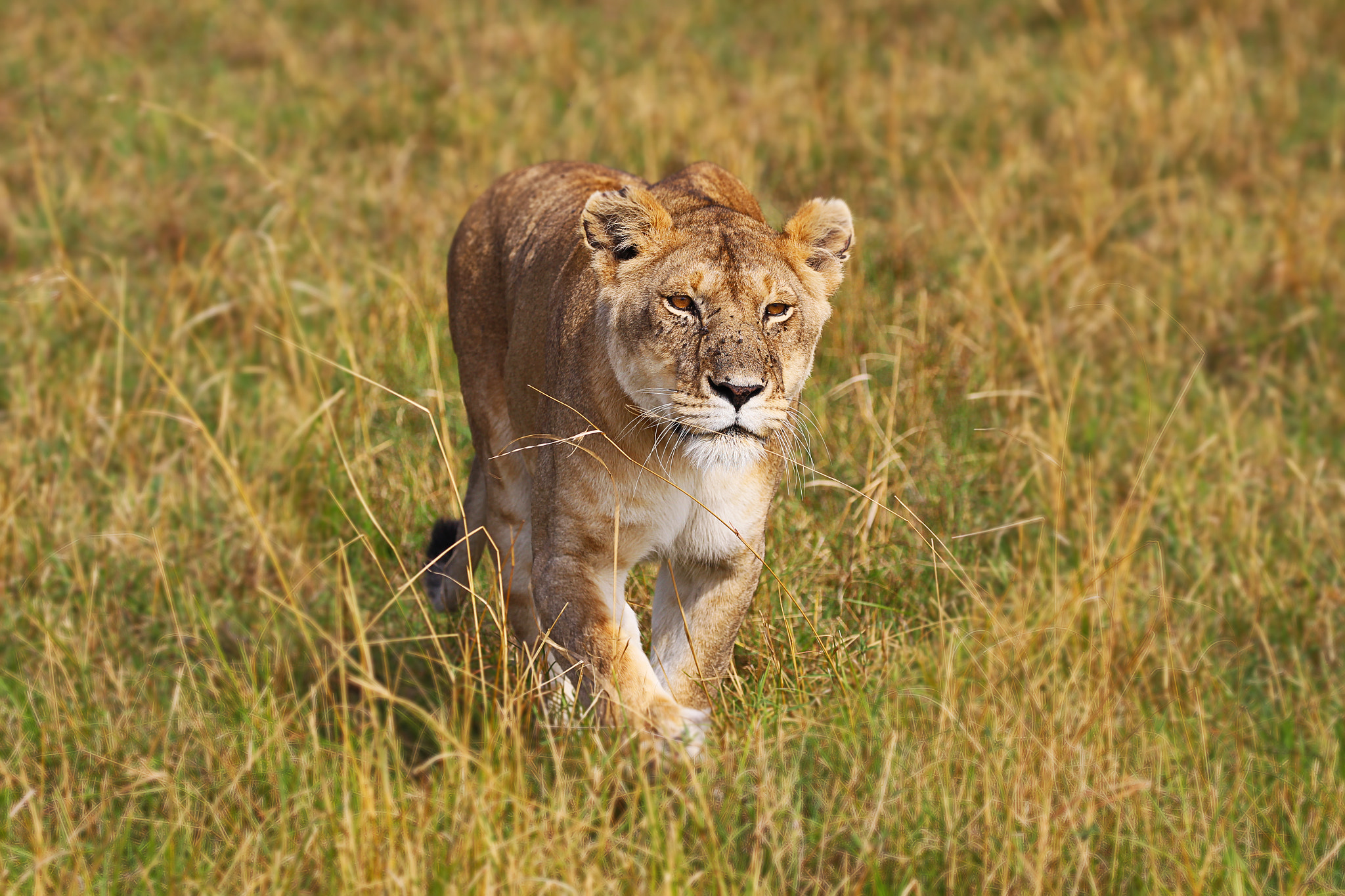 Canon EOS 700D (EOS Rebel T5i / EOS Kiss X7i) sample photo. Lioness in action photography