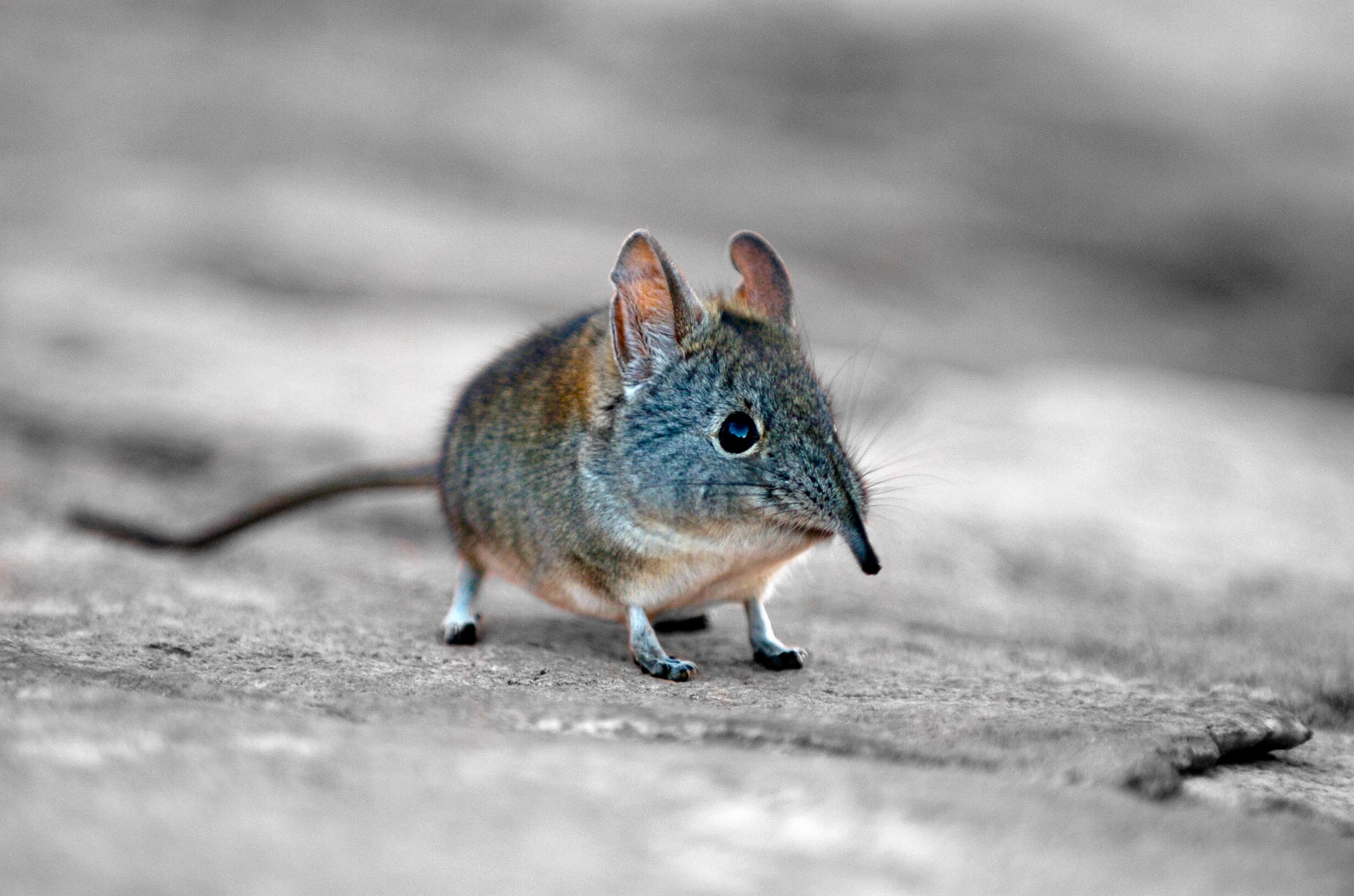 Nikon D2H sample photo. Elephant shrew photography