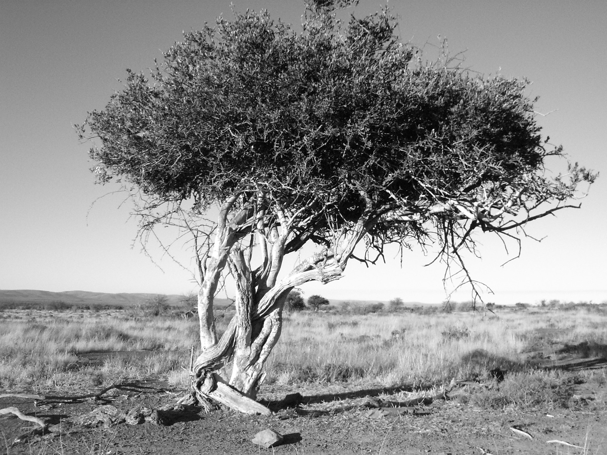 Pentax OPTIO 33LF sample photo. Desolate passion  photography