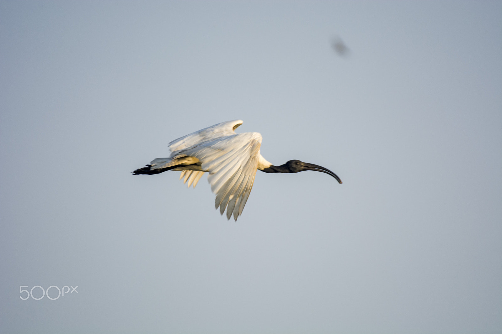 Nikon AF-S Nikkor 200-500mm F5.6E ED VR sample photo. Australian white ibis photography