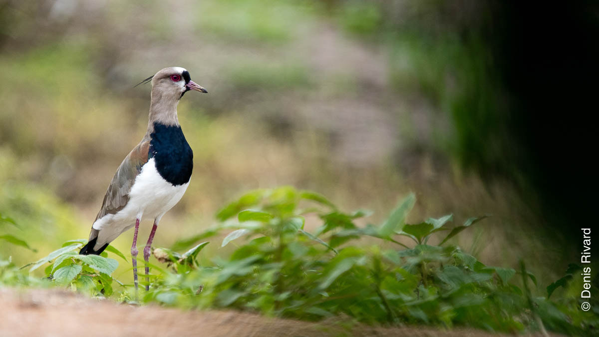 Sigma 150-600mm F5-6.3 DG OS HSM | C sample photo. Southern lapwing photography