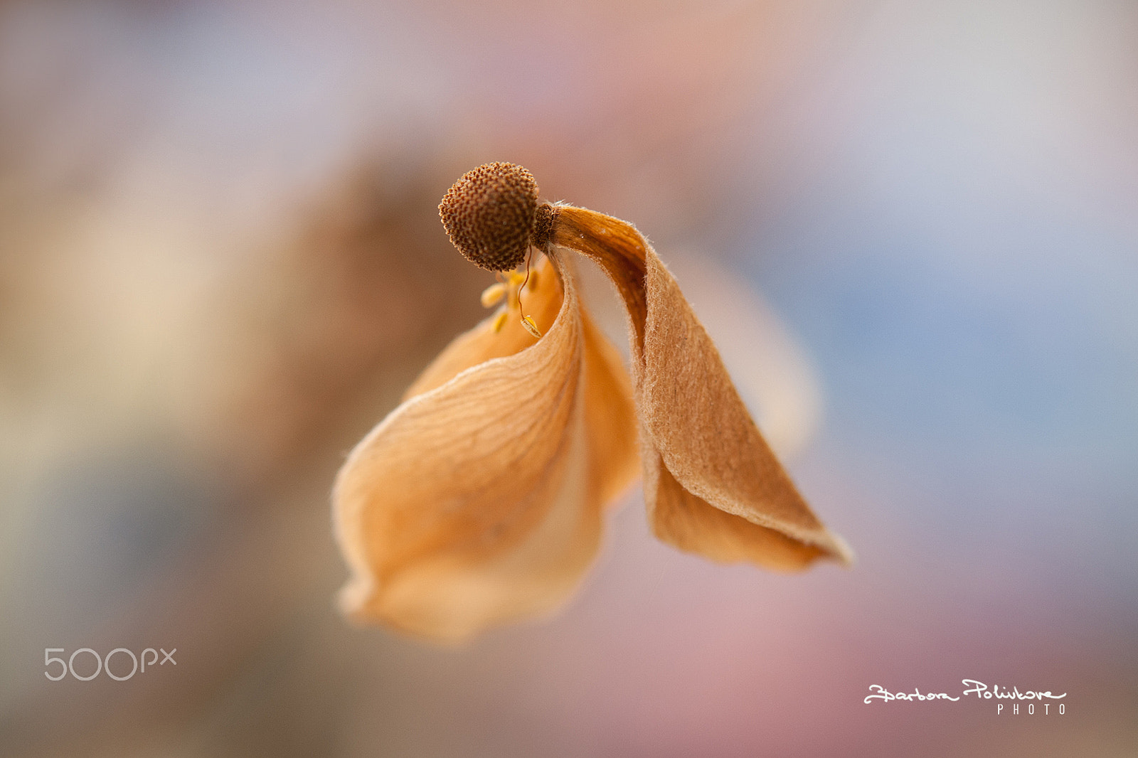 Nikon AF-S Micro-Nikkor 60mm F2.8G ED sample photo. Winter wings photography