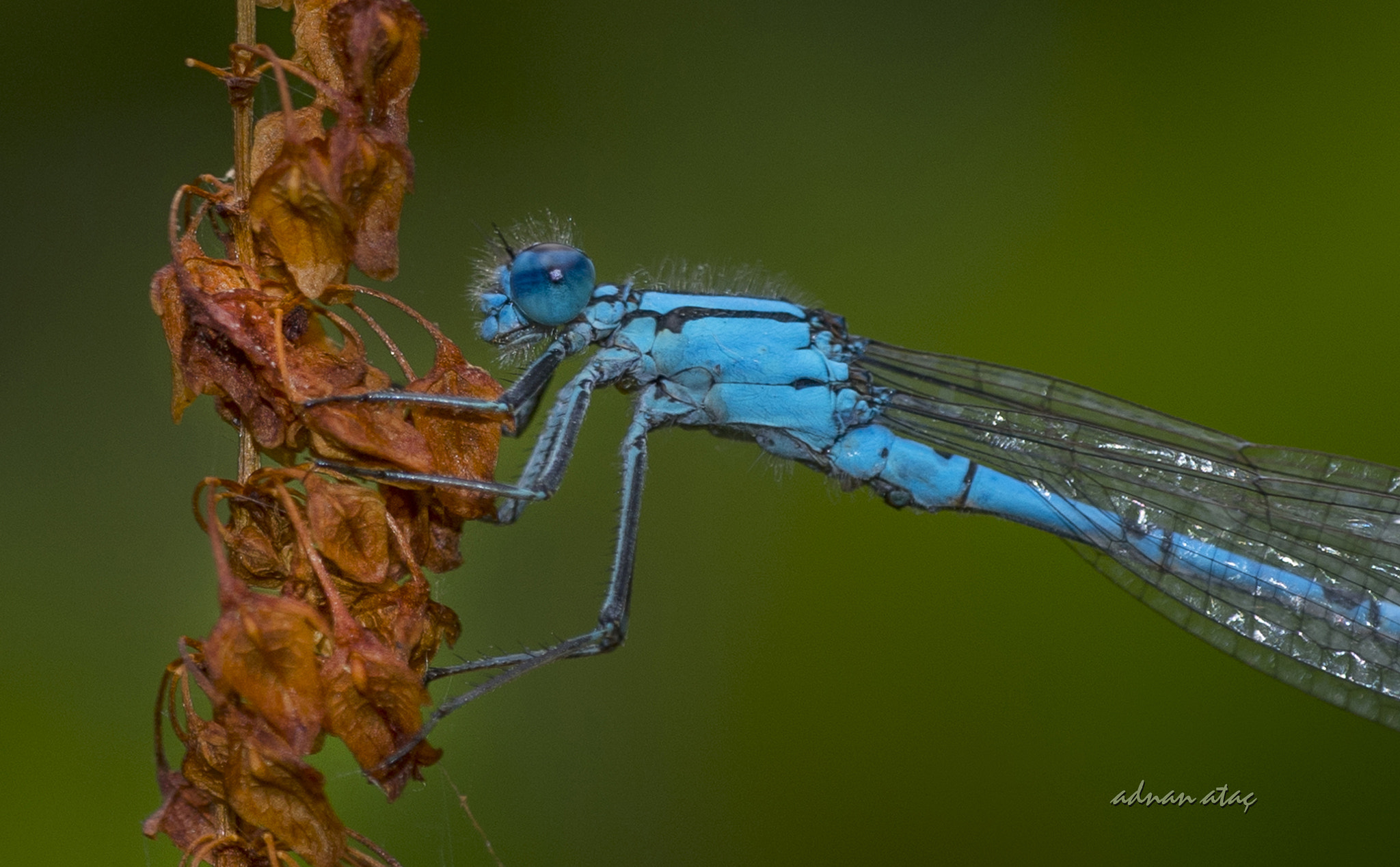 Nikon D5 sample photo. Kızböceği - zygoptera - damselfly photography
