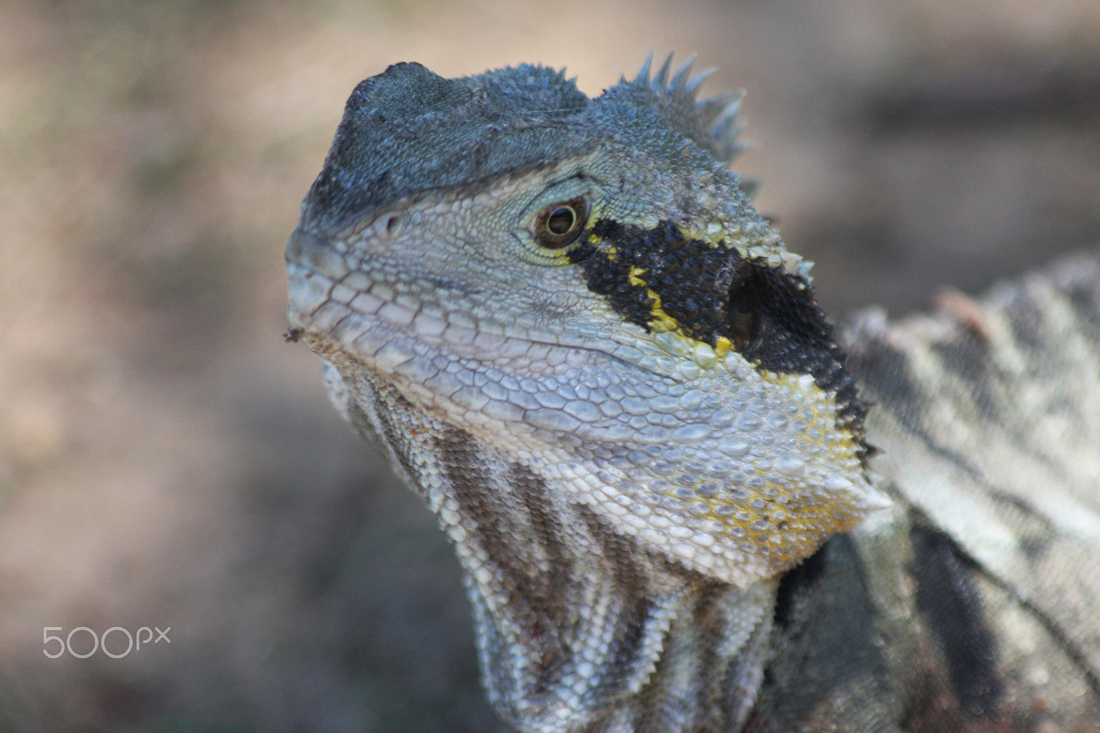 Canon EF 70-300mm F4-5.6 IS USM sample photo. You looking at me? photography