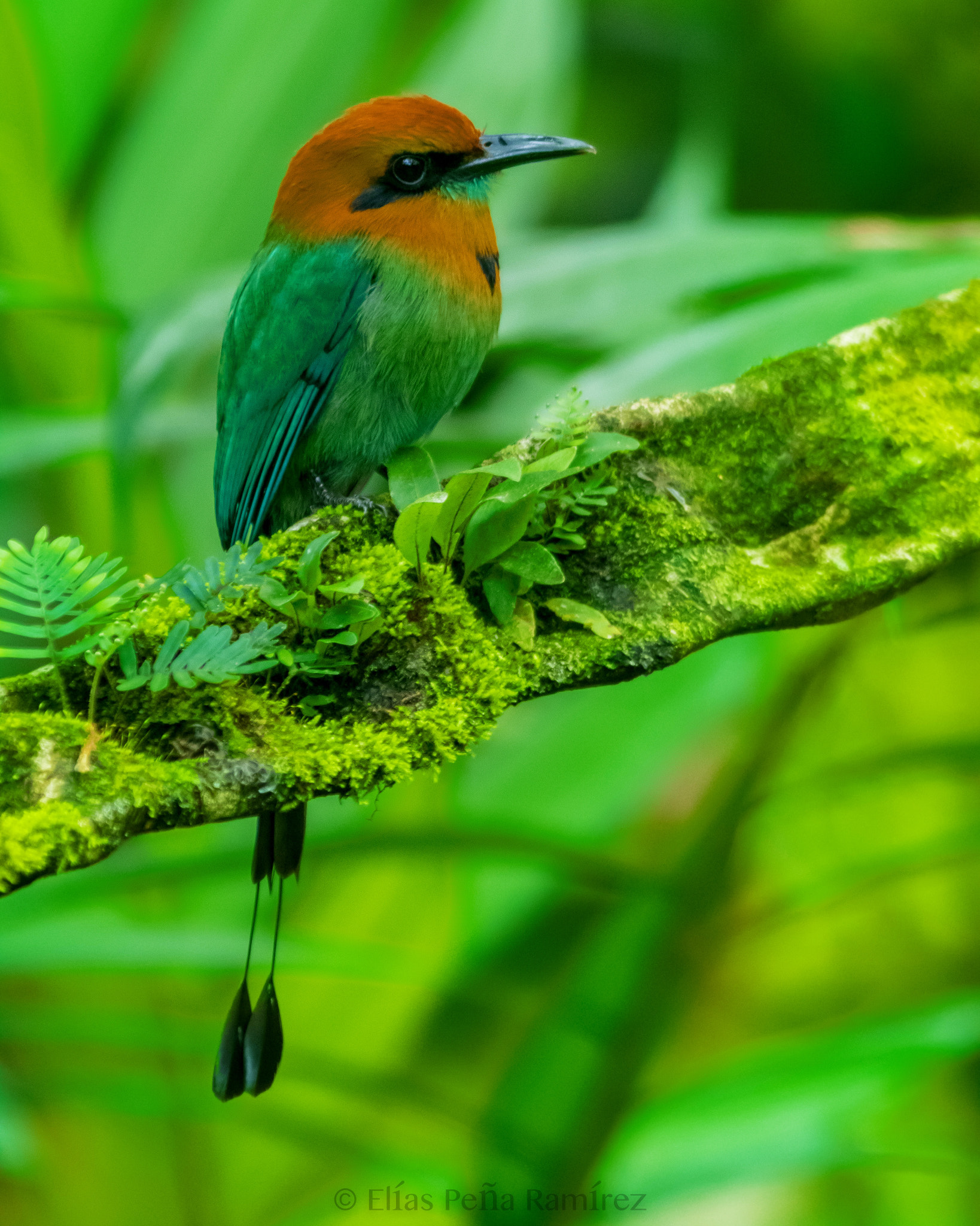 Canon EF 300mm F4L IS USM sample photo. Broad billed motmot  photography