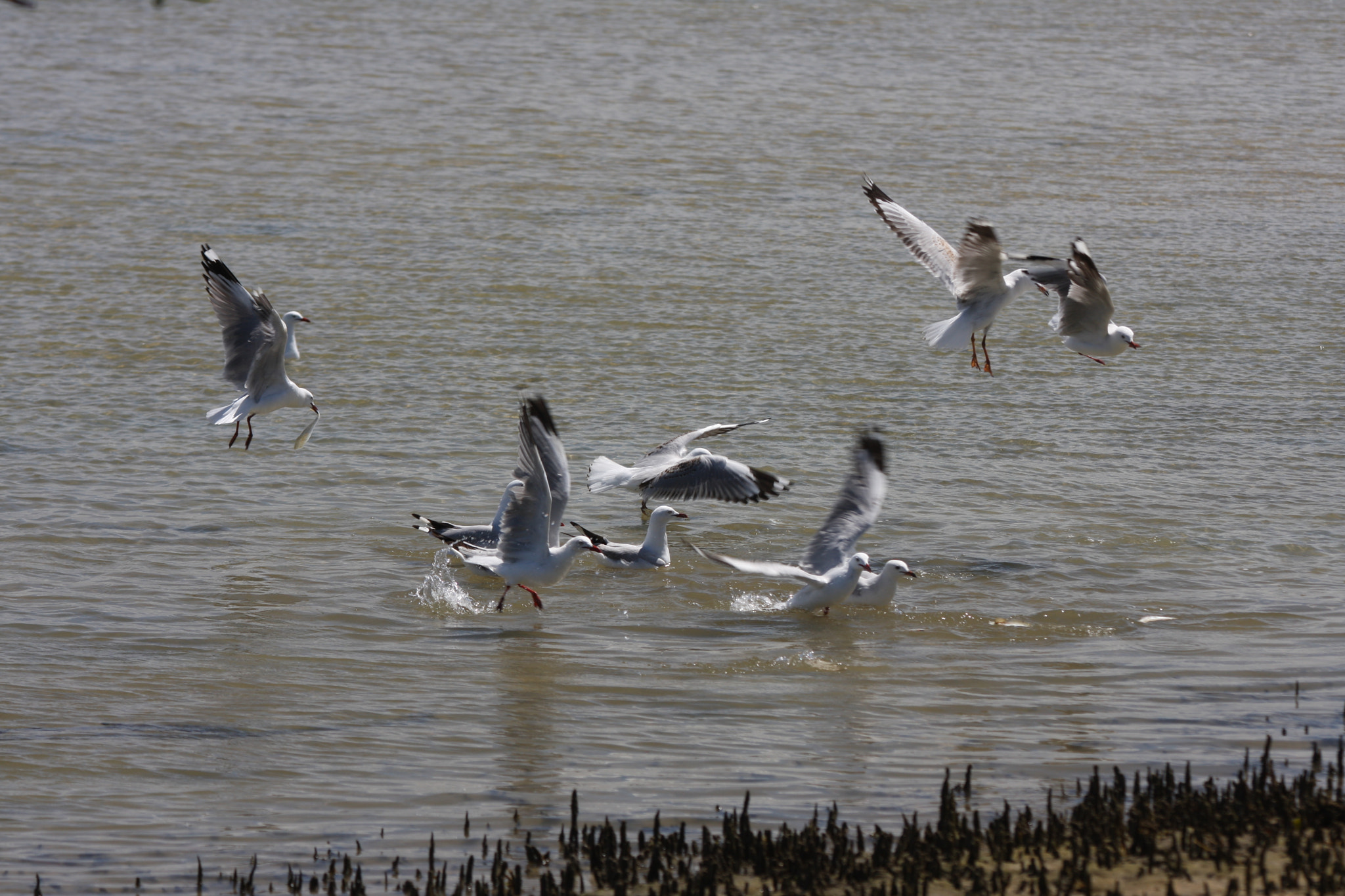 Canon EF 70-300mm F4-5.6 IS USM sample photo. Feeding frenzy photography