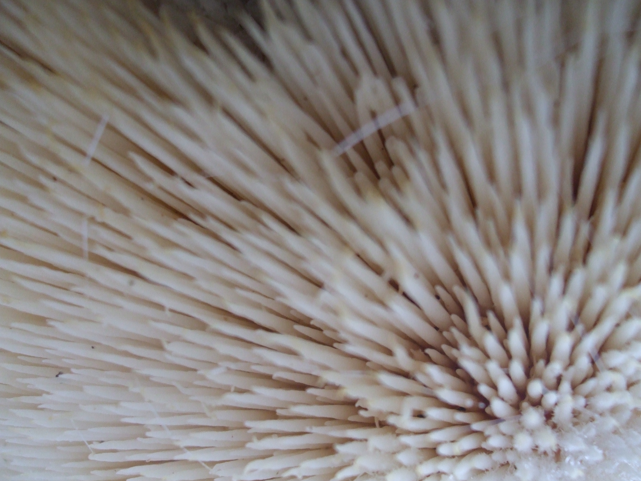 Fujifilm FinePix A820 sample photo. Hericium erinaceus photography