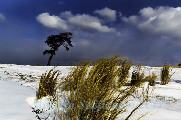 Samyang 14mm F2.8 ED AS IF UMC sample photo. Tree meets bush photography