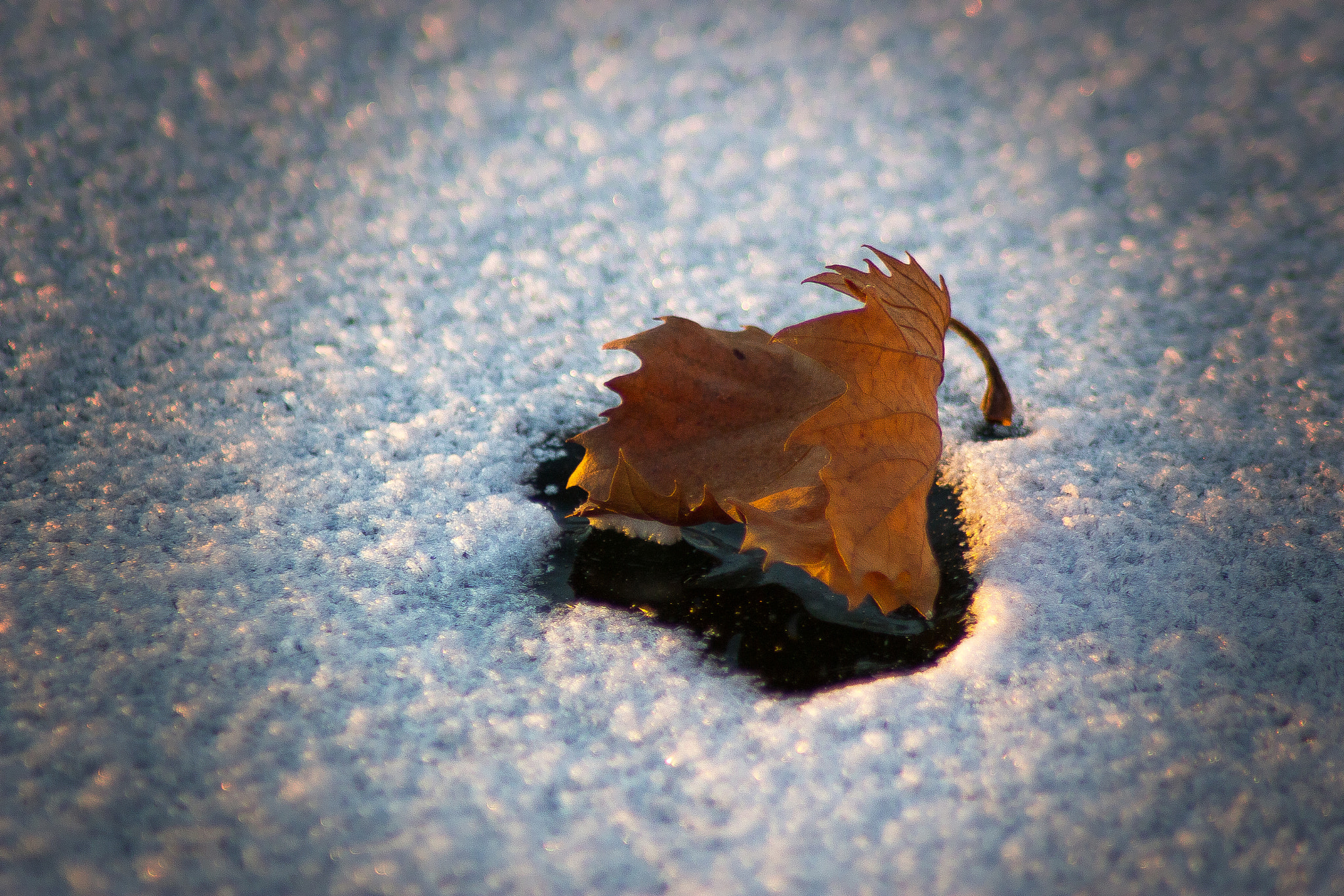 Canon EOS 100D (EOS Rebel SL1 / EOS Kiss X7) + Tamron AF 70-300mm F4-5.6 Di LD Macro sample photo. Leaf on the ice photography