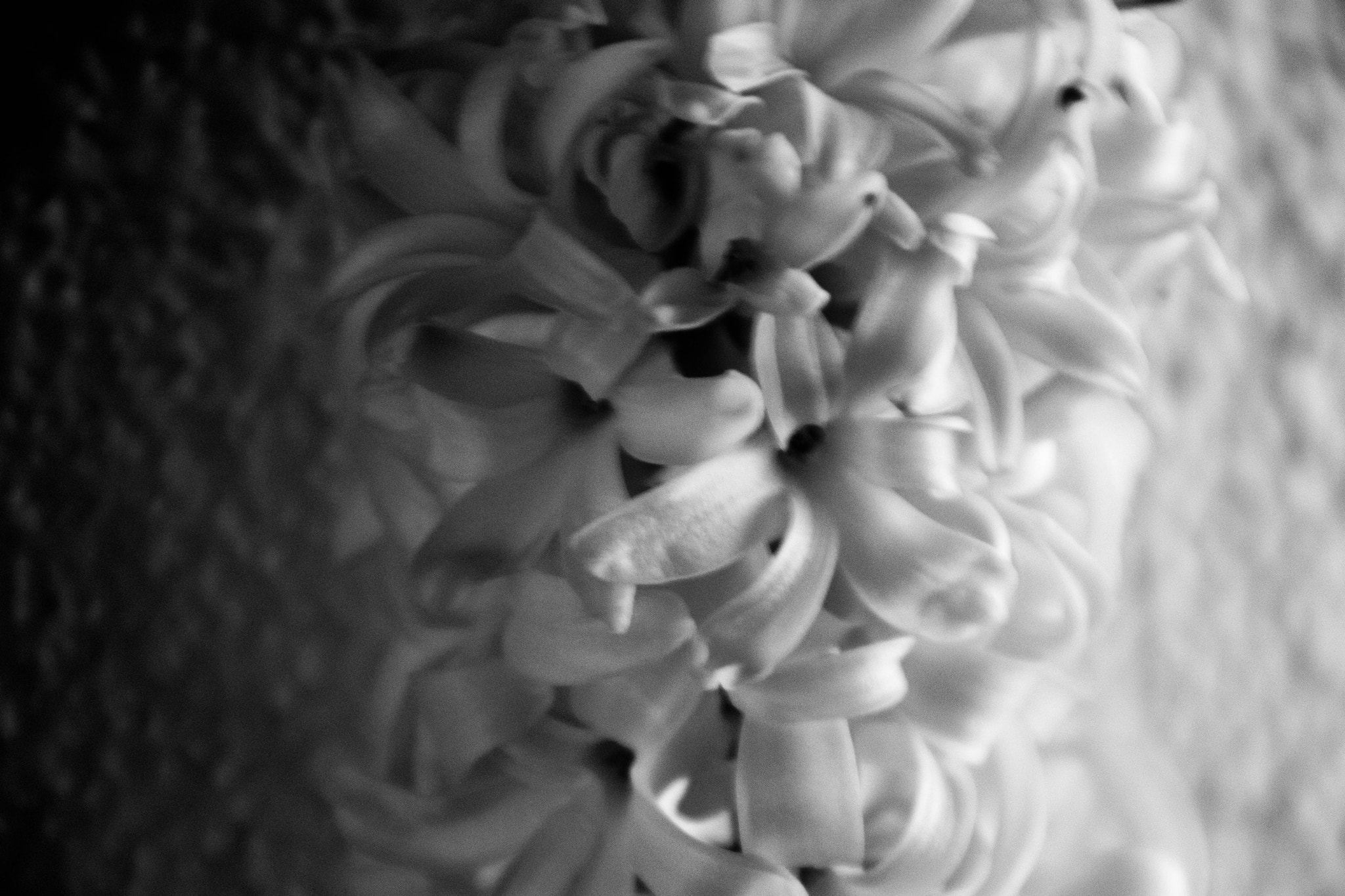 Canon EOS 80D sample photo. Hyacinthus photography