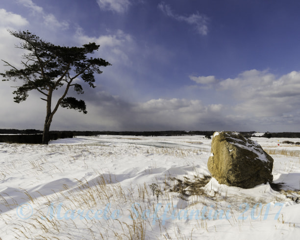 Nikon D3100 sample photo. Rock and tree photography