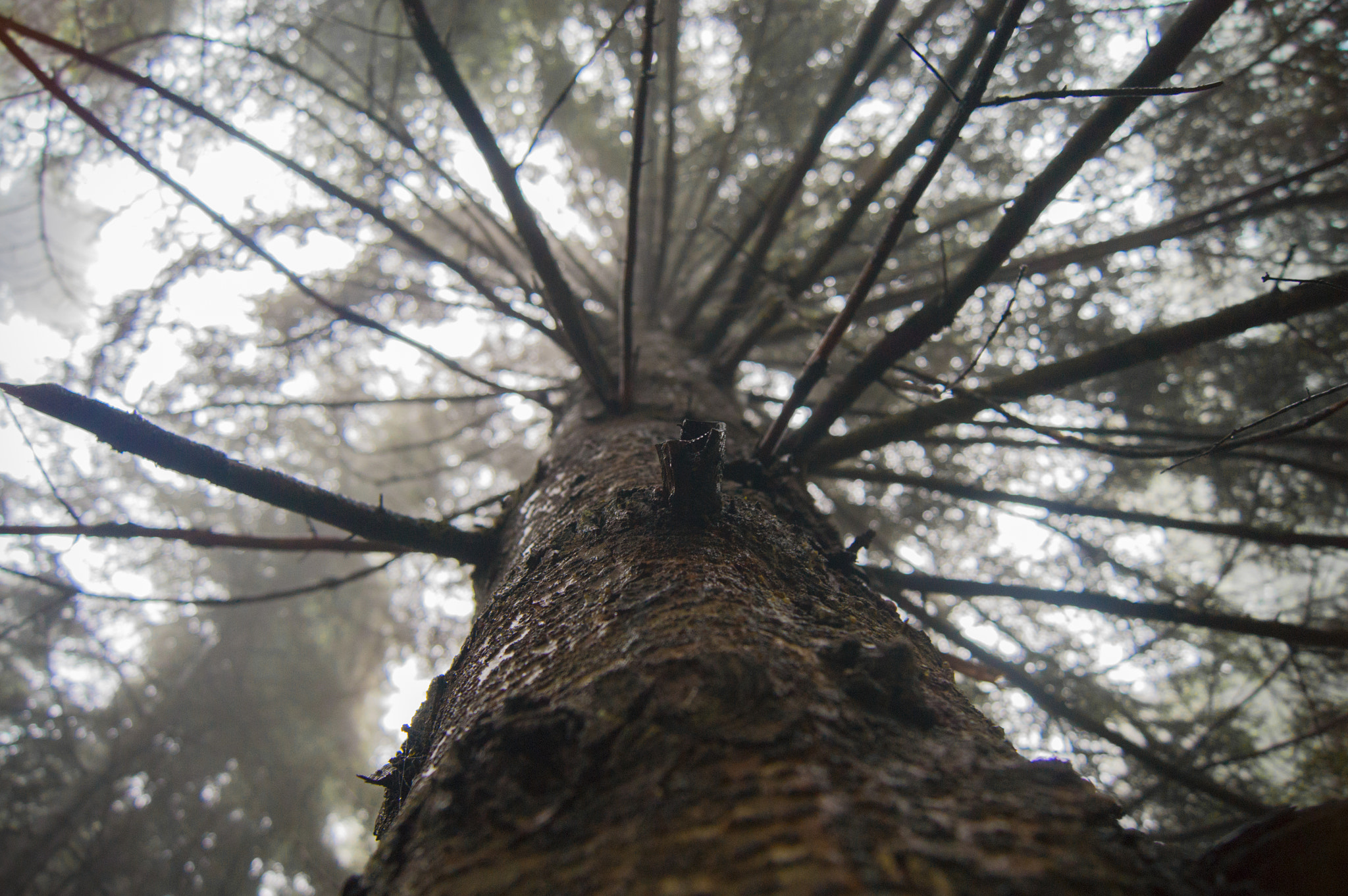 Sony Alpha DSLR-A290 sample photo. Tree photography