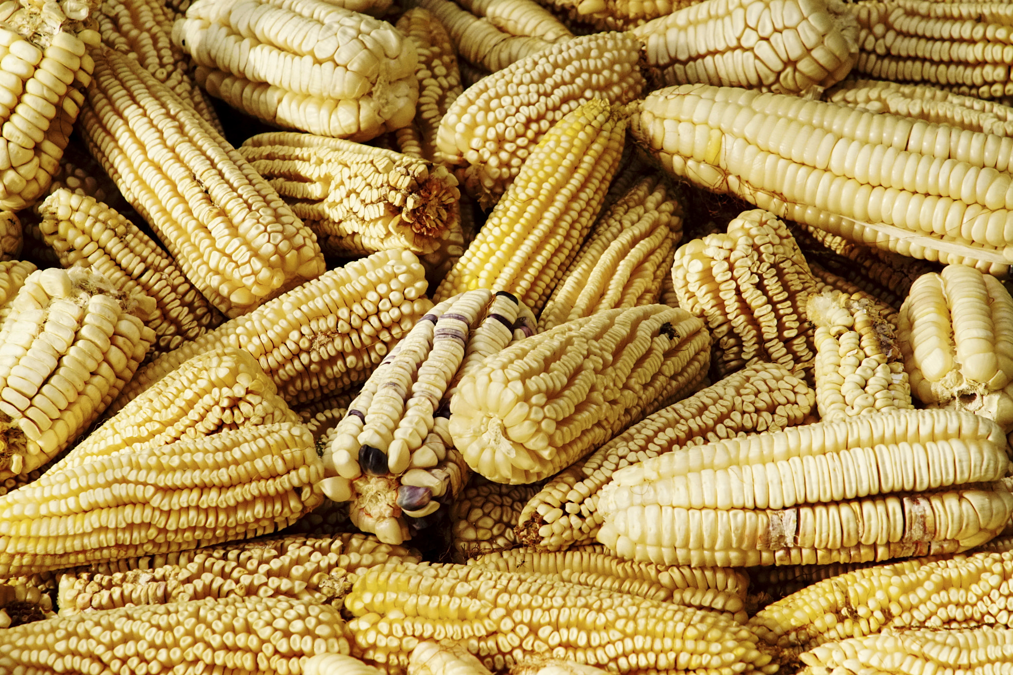 Minolta/Sony AF 70-200mm F2.8 G sample photo. A big pop corn photography