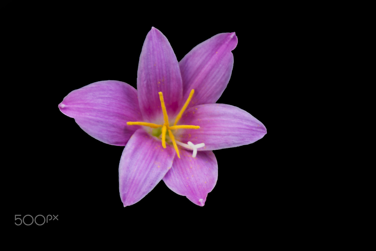 Nikon D810 sample photo. Zıptıkçı Çiçeği (zephyranthes) photography